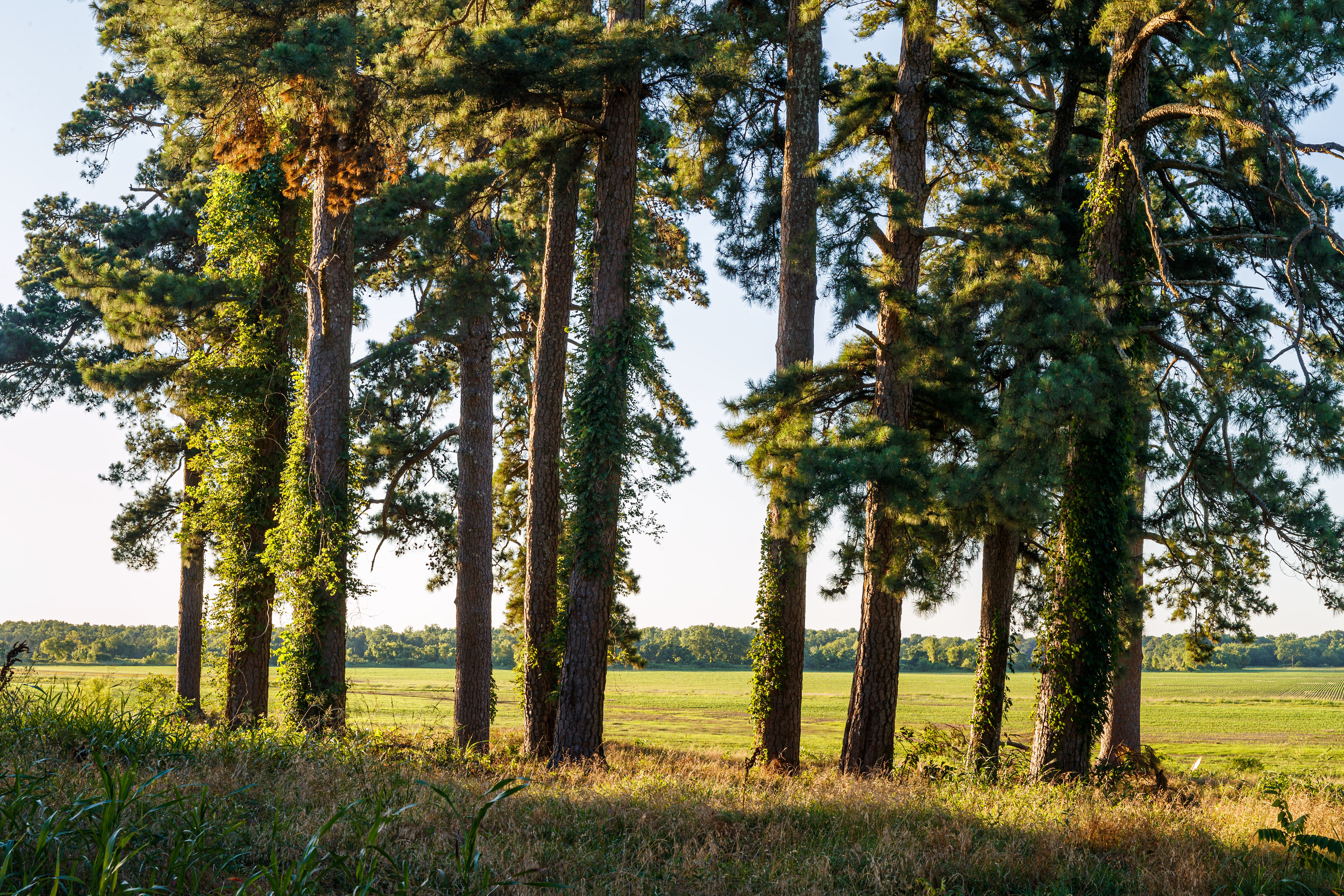 Red River Valley Farm property picture 5 of 28