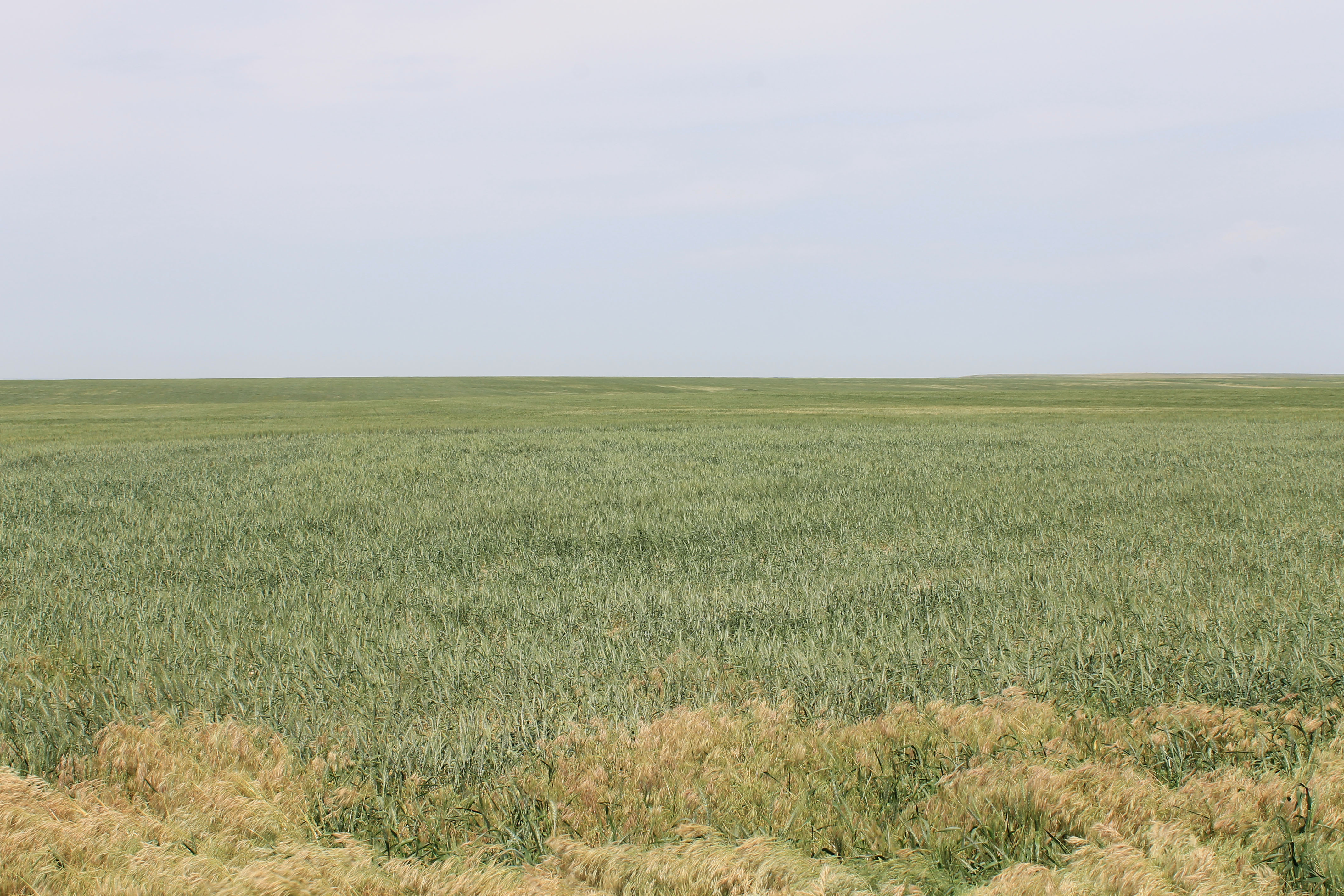 Eastern Colorado Farmland property picture 2 of 8