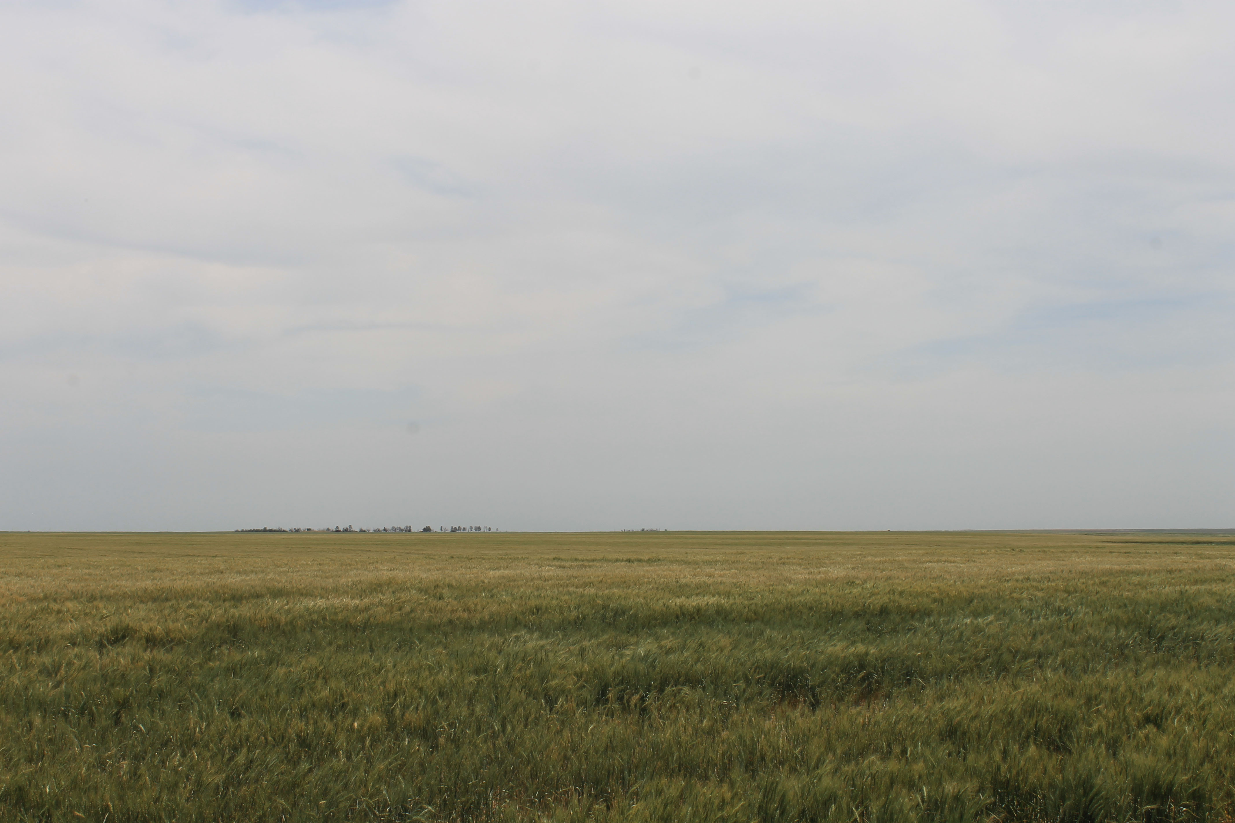 Eastern Colorado Farmland property picture 4 of 8