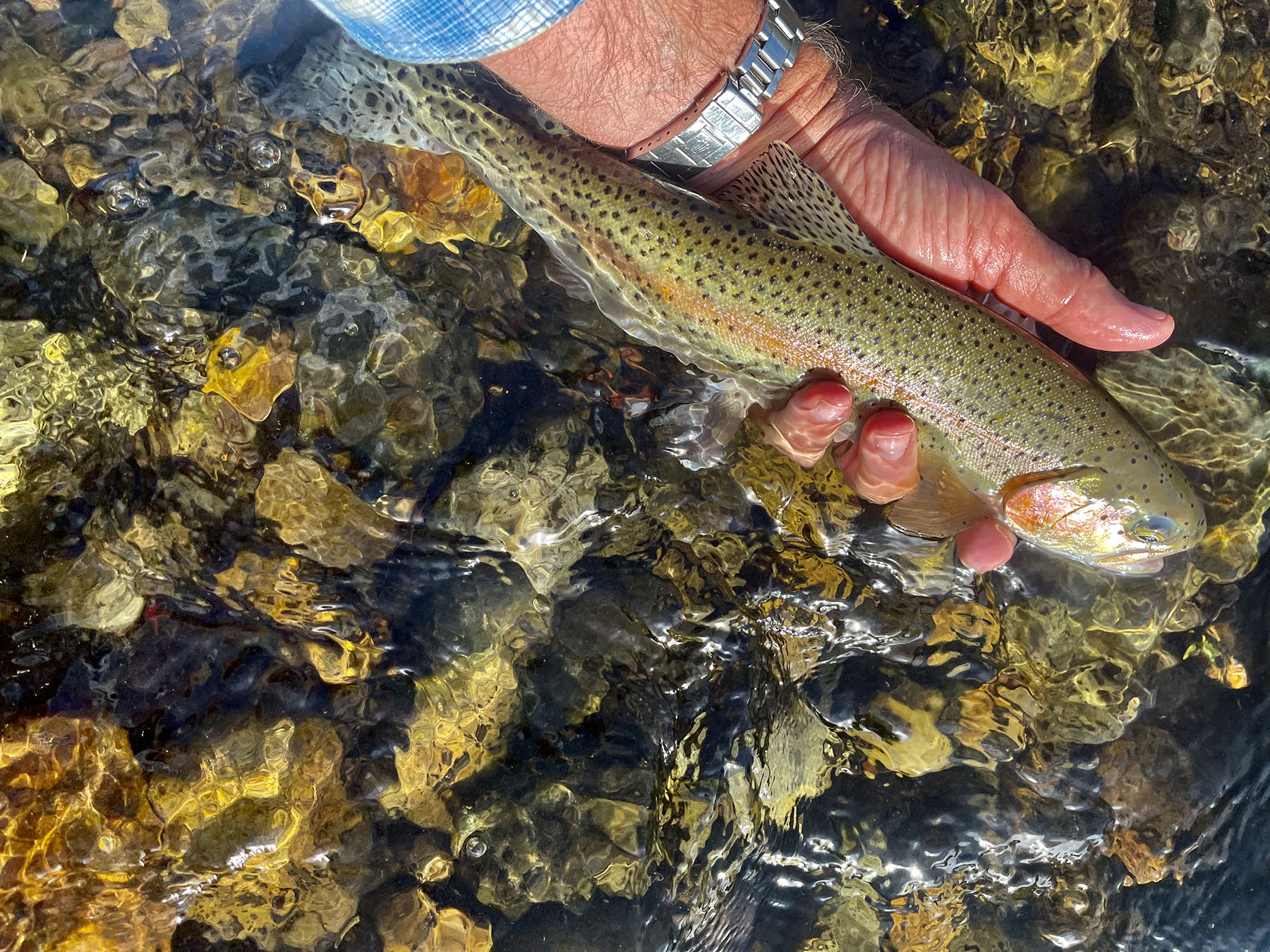 Upper Antelope Creek Ranch property picture 10 of 49