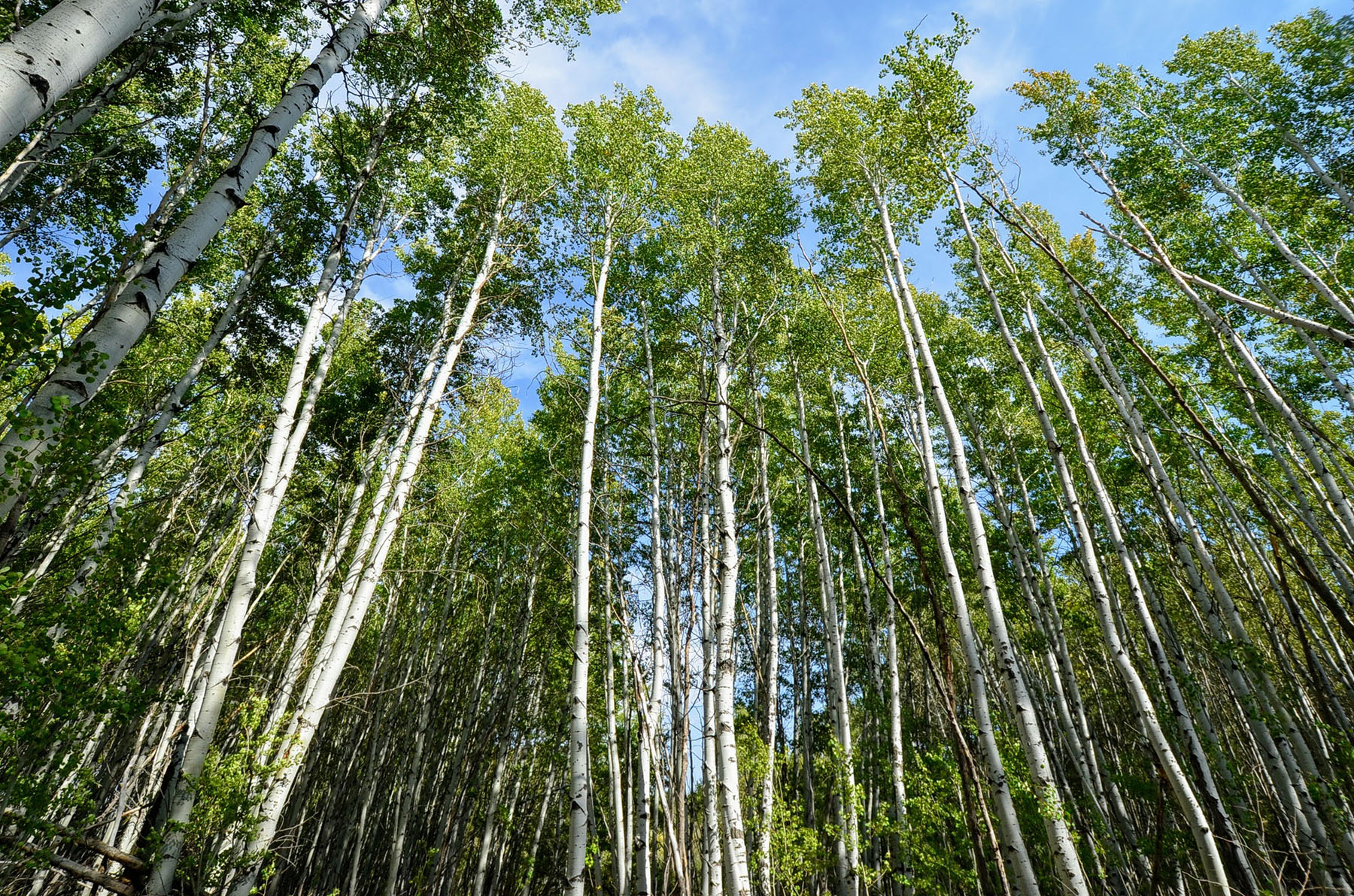 Upper Antelope Creek Ranch property picture 16 of 49