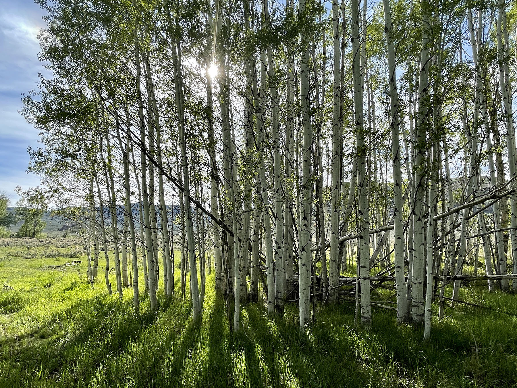 Upper Antelope Creek Ranch property picture 15 of 49
