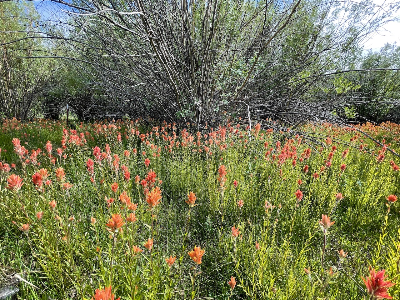 Upper Antelope Creek Ranch property picture 41 of 49
