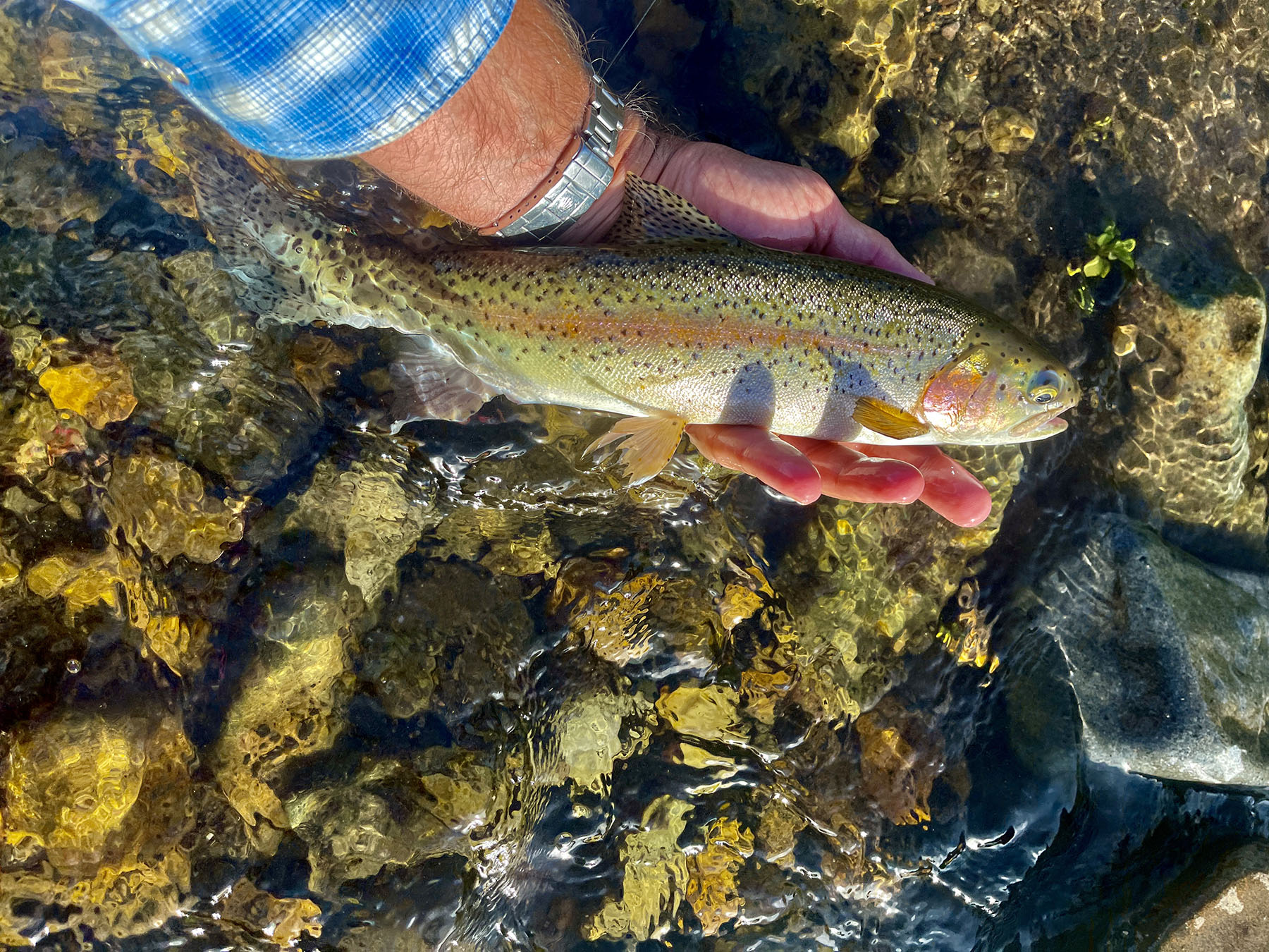 Upper Antelope Creek Ranch property picture 9 of 49
