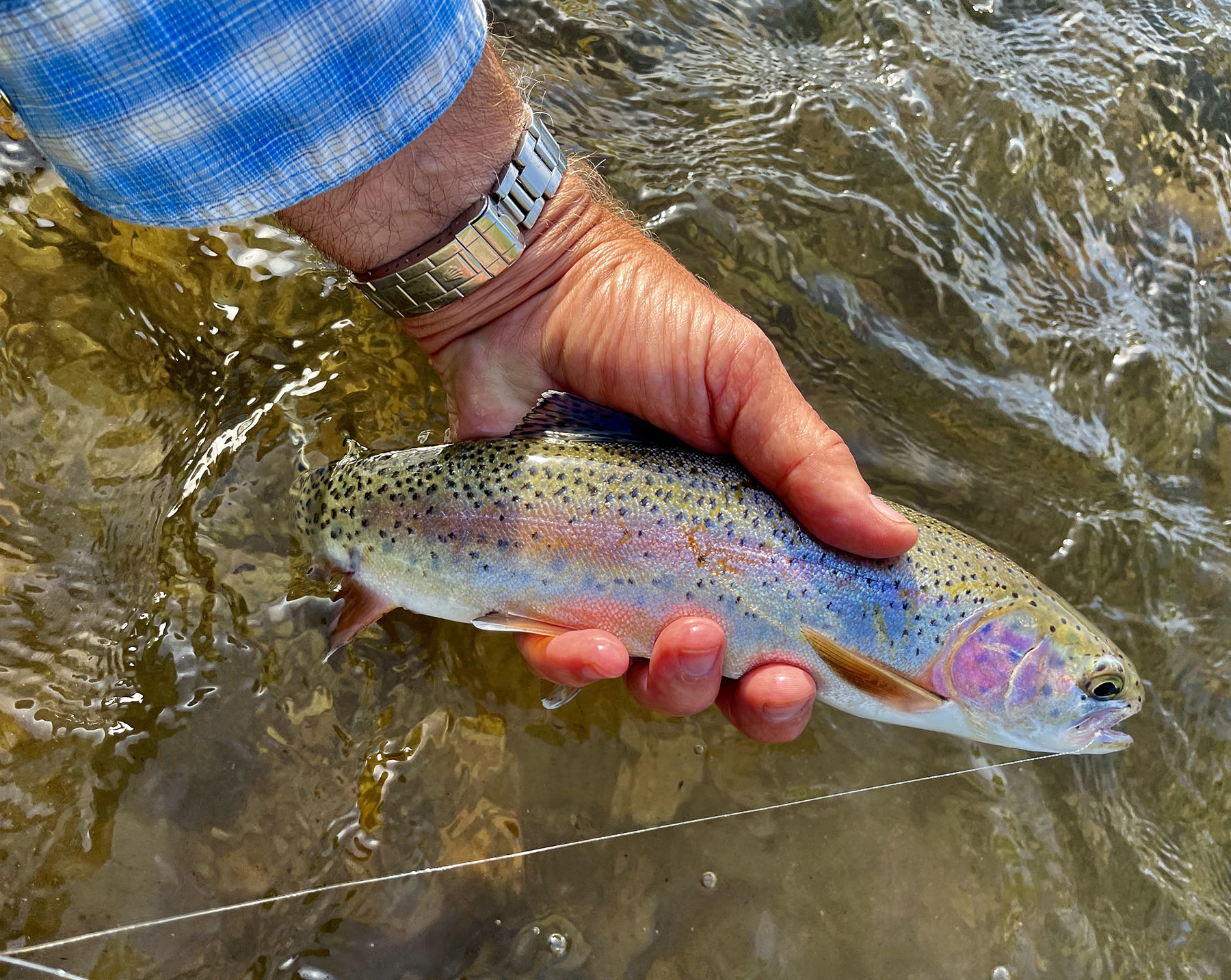 Upper Antelope Creek Ranch property picture 12 of 49