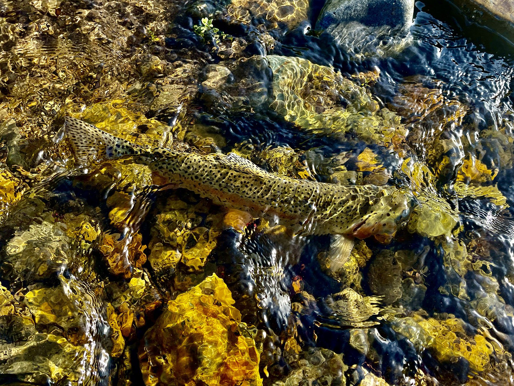 Upper Antelope Creek Ranch property picture 11 of 49