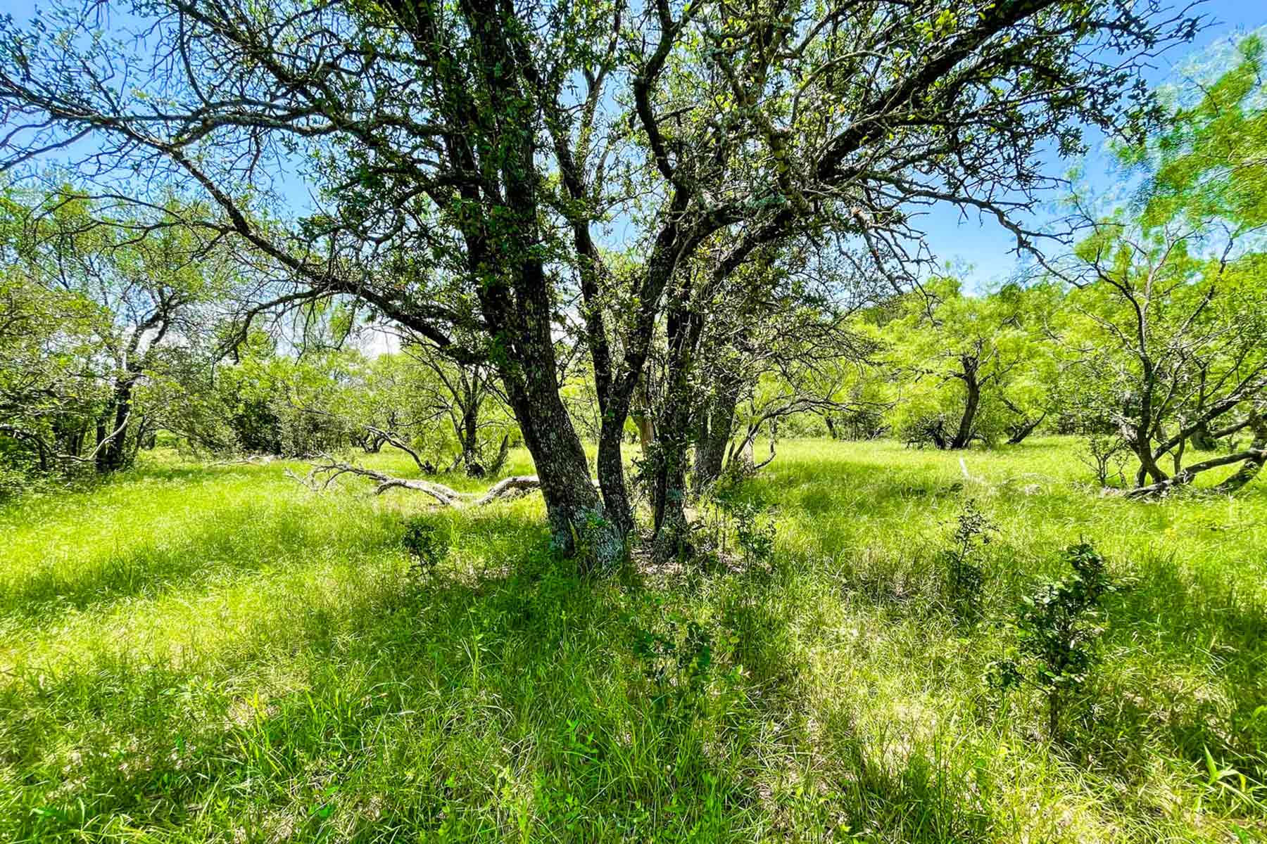 Willow Springs Ranch property picture 67 of 83