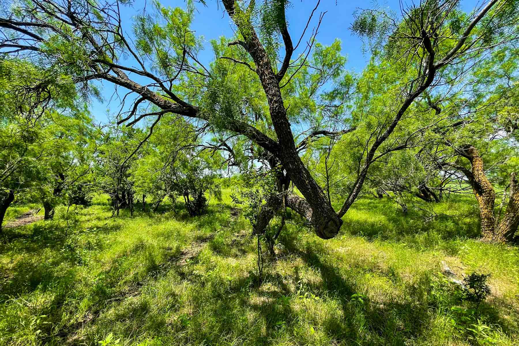 Willow Springs Ranch property picture 33 of 83