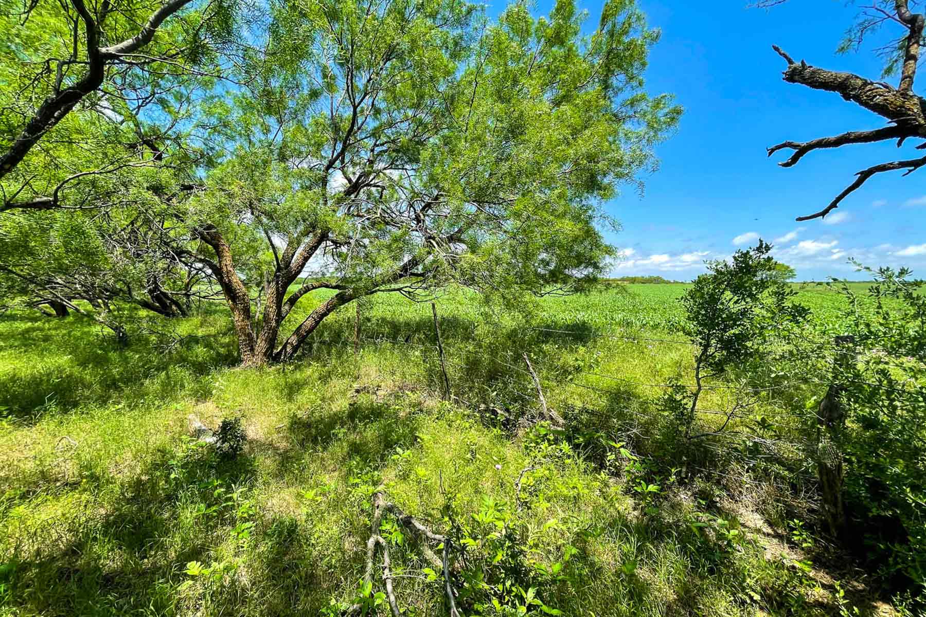Willow Springs Ranch property picture 51 of 83