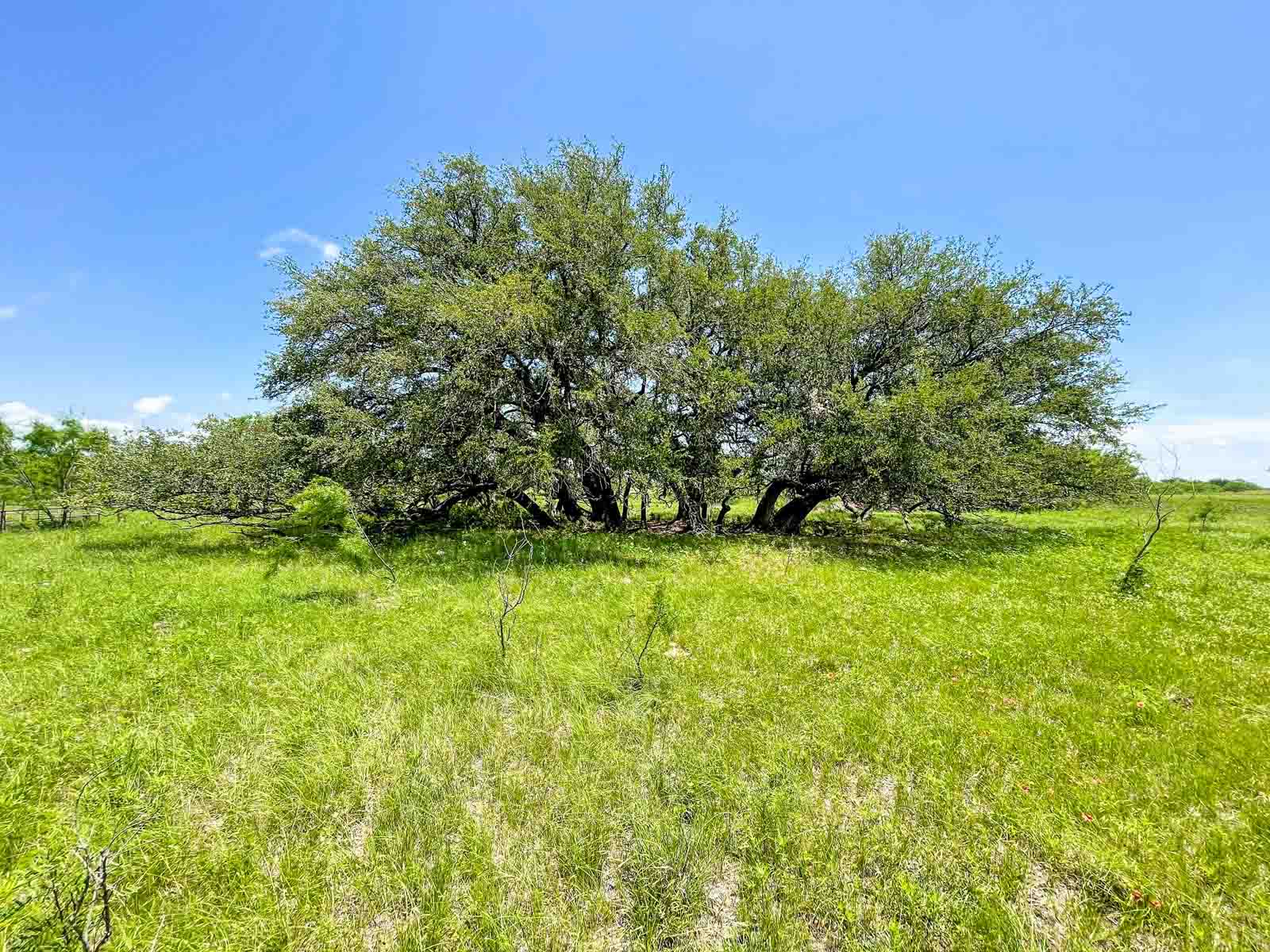 Willow Springs Ranch property picture 80 of 83