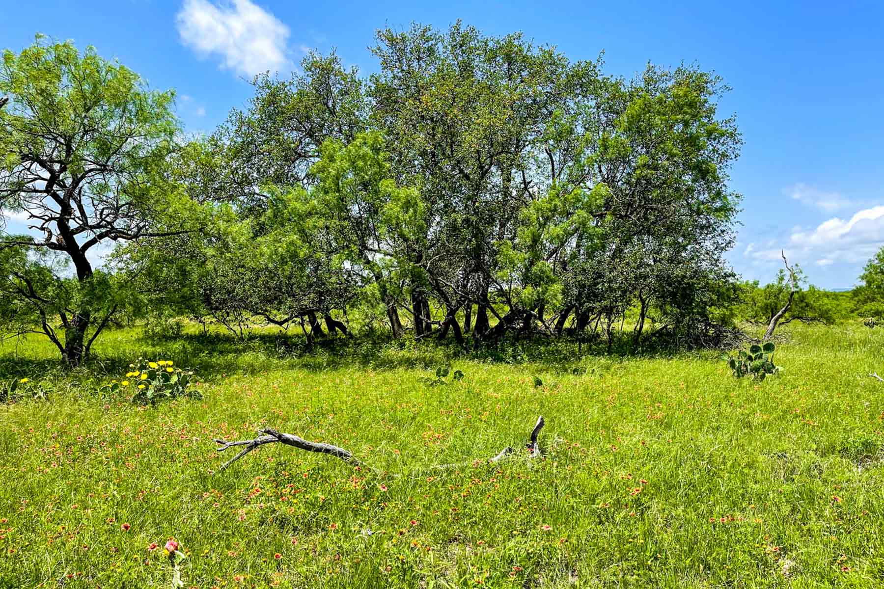 Willow Springs Ranch property picture 35 of 83