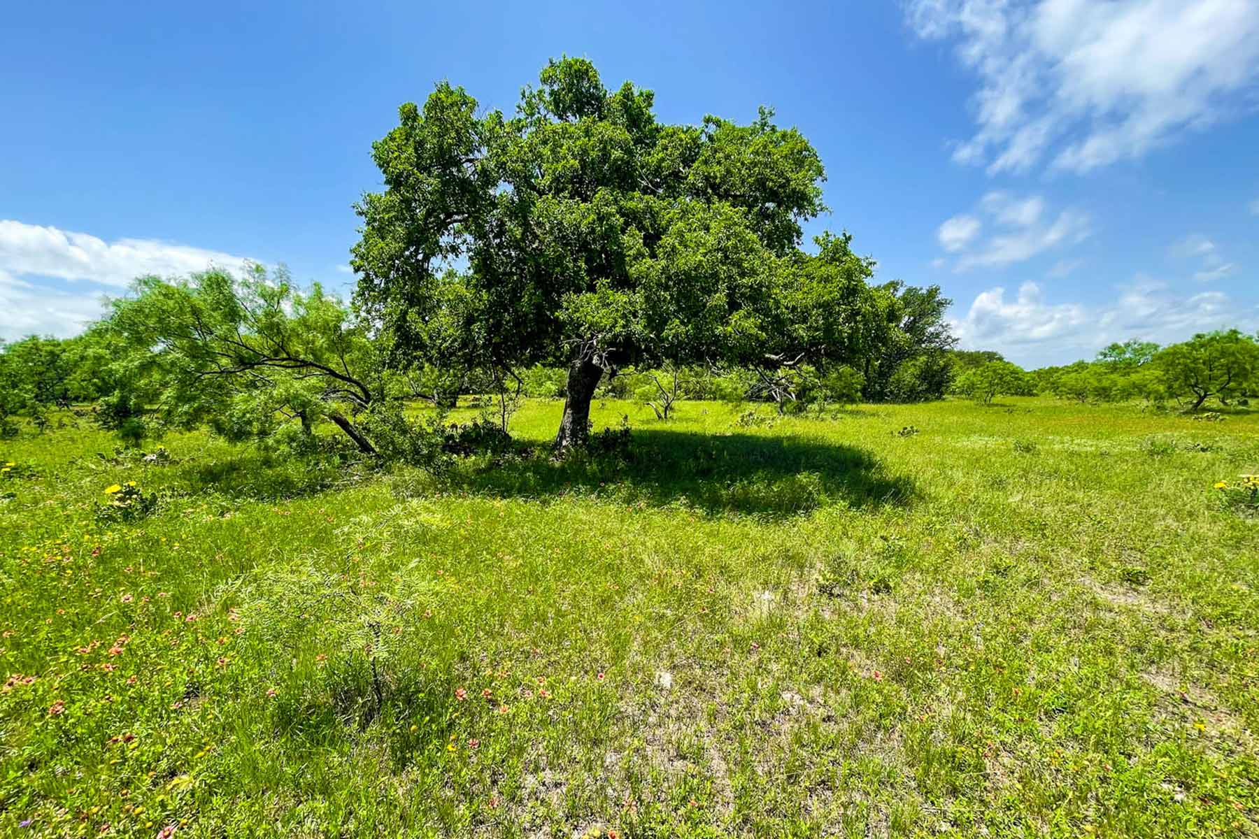 Willow Springs Ranch property picture 31 of 83