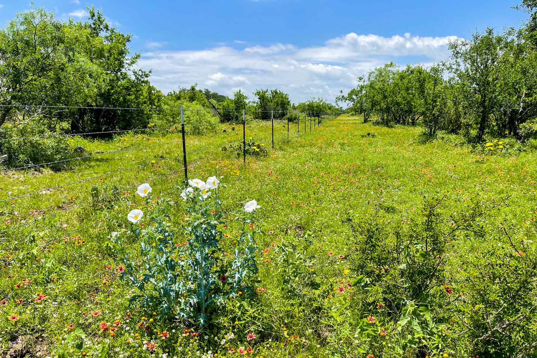 Willow Springs Ranch property picture 55 of 83