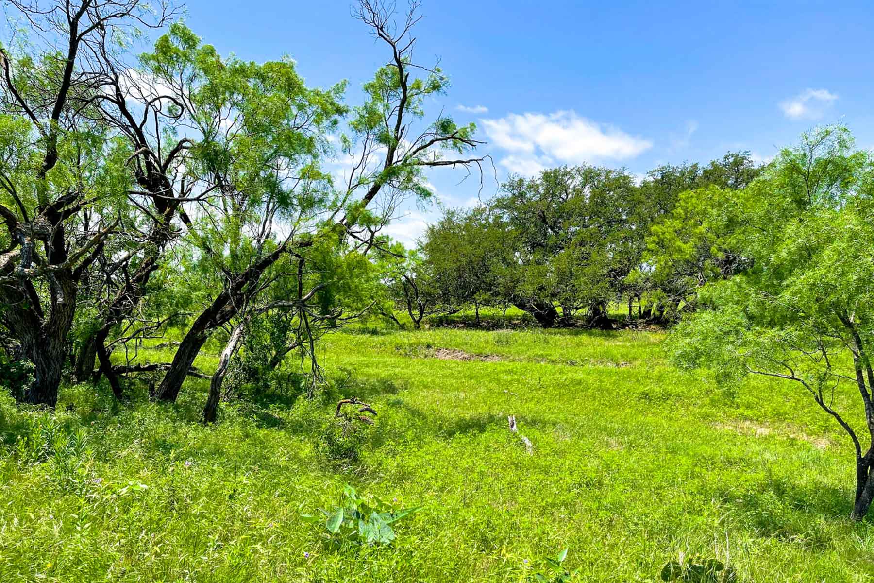 Willow Springs Ranch property picture 29 of 83