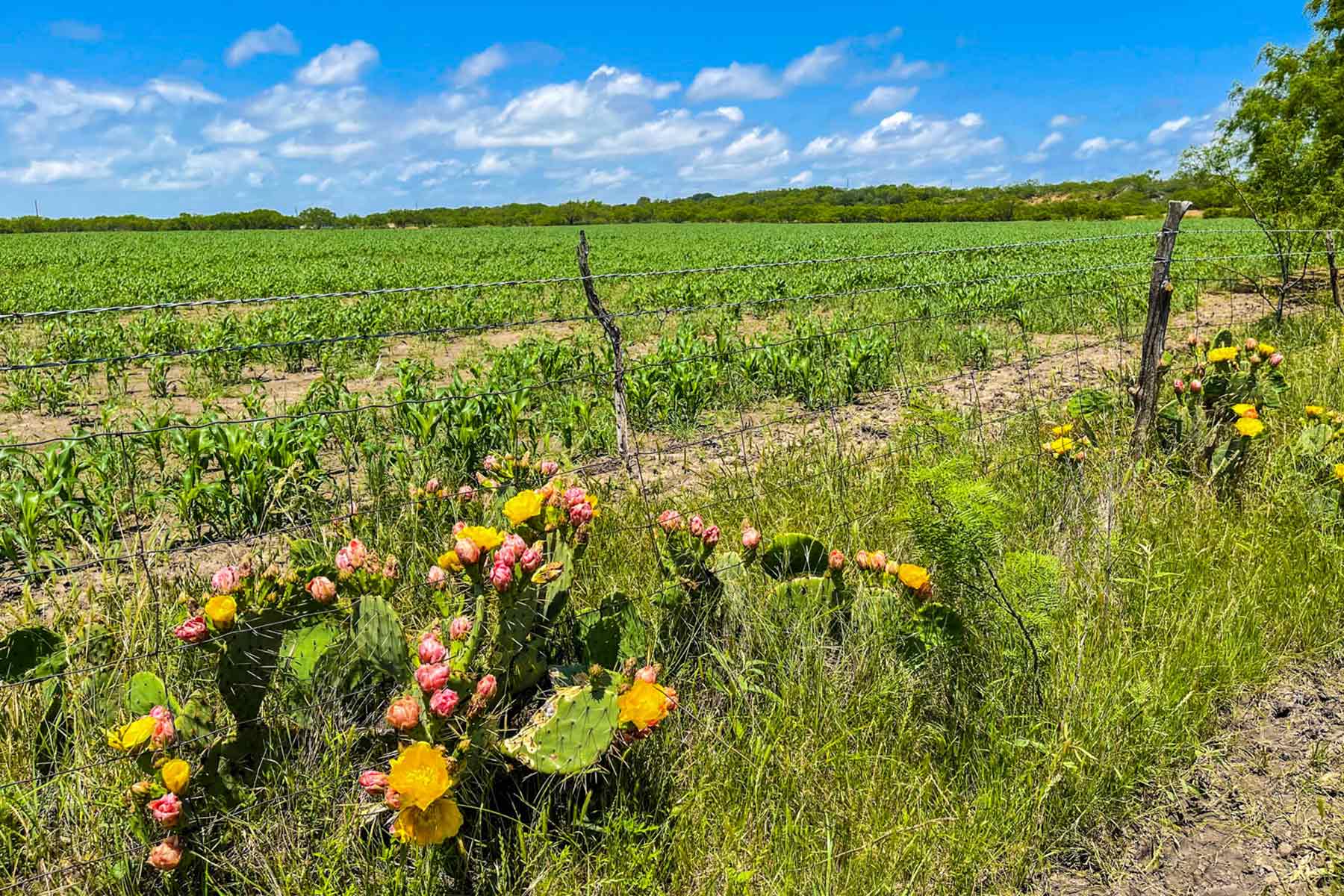 Willow Springs Ranch property picture 59 of 83