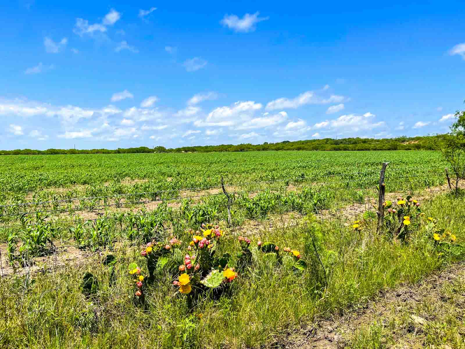Willow Springs Ranch property picture 28 of 83