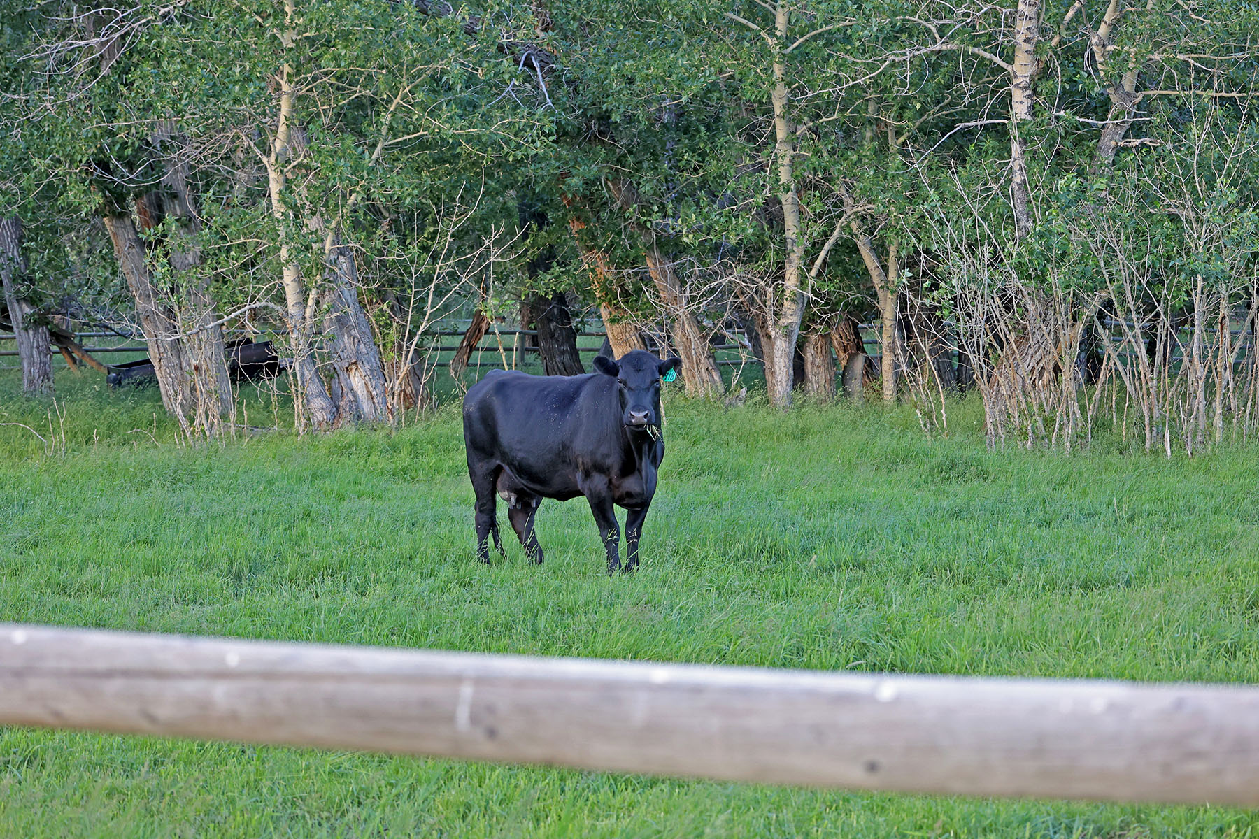Indian Creek Ranch property picture 64 of 72