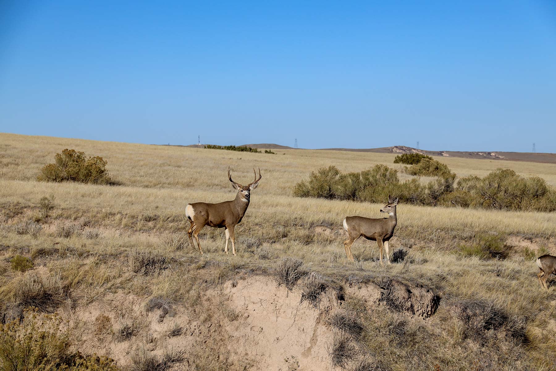 Bumpy Road Ranch property picture 9 of 43