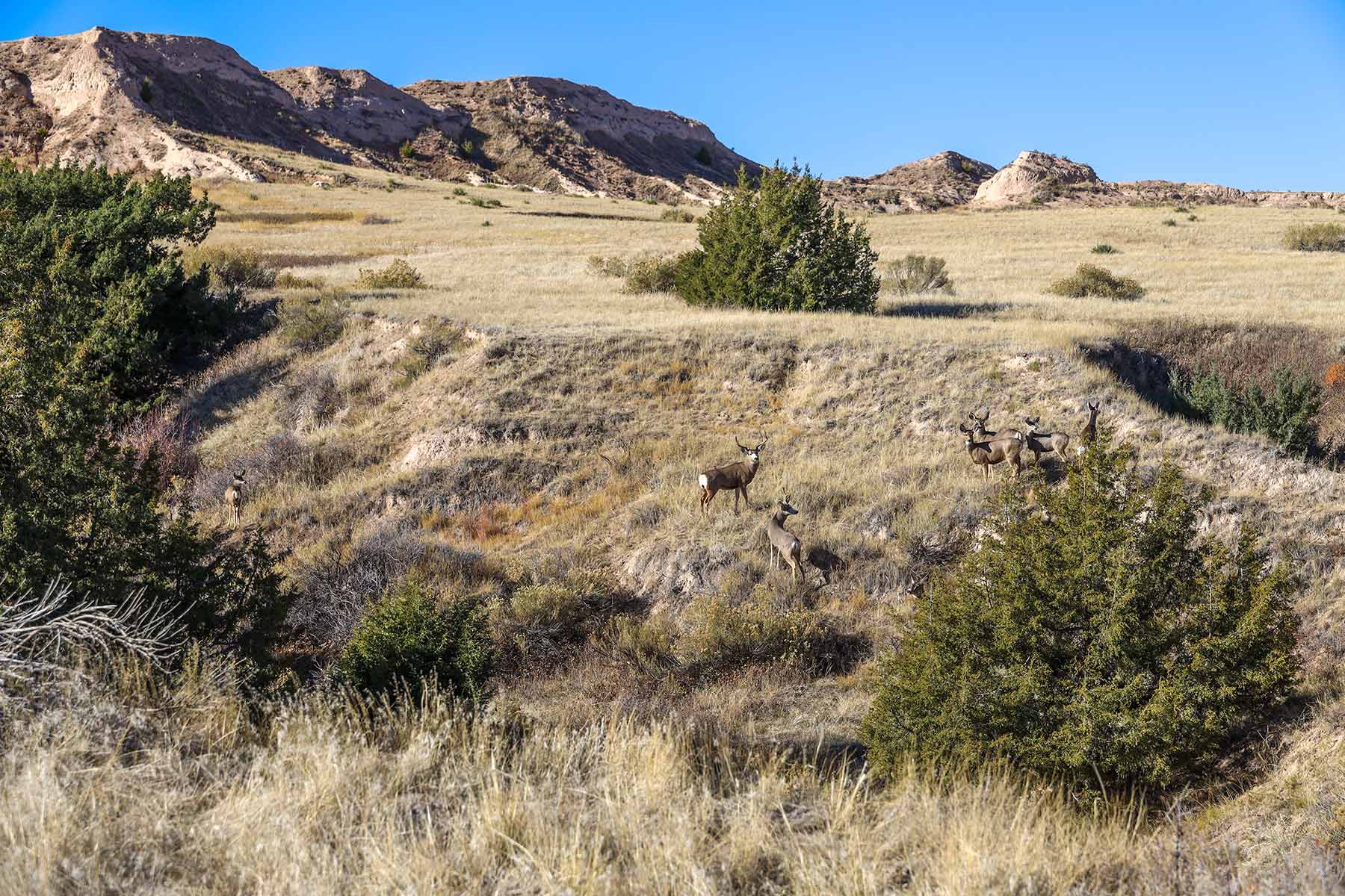 Bumpy Road Ranch property picture 18 of 43