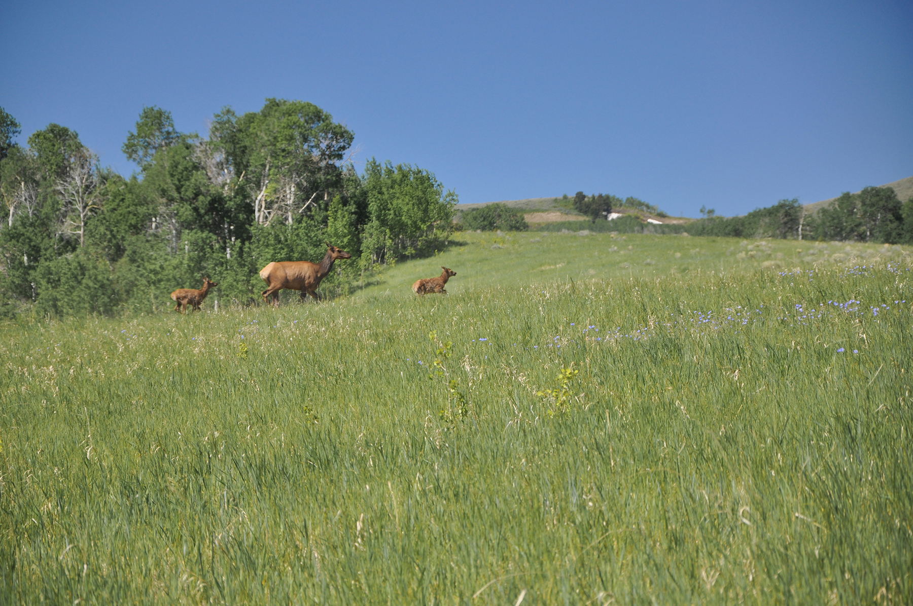 Hoopes Teton View Ranch property picture 8 of 30
