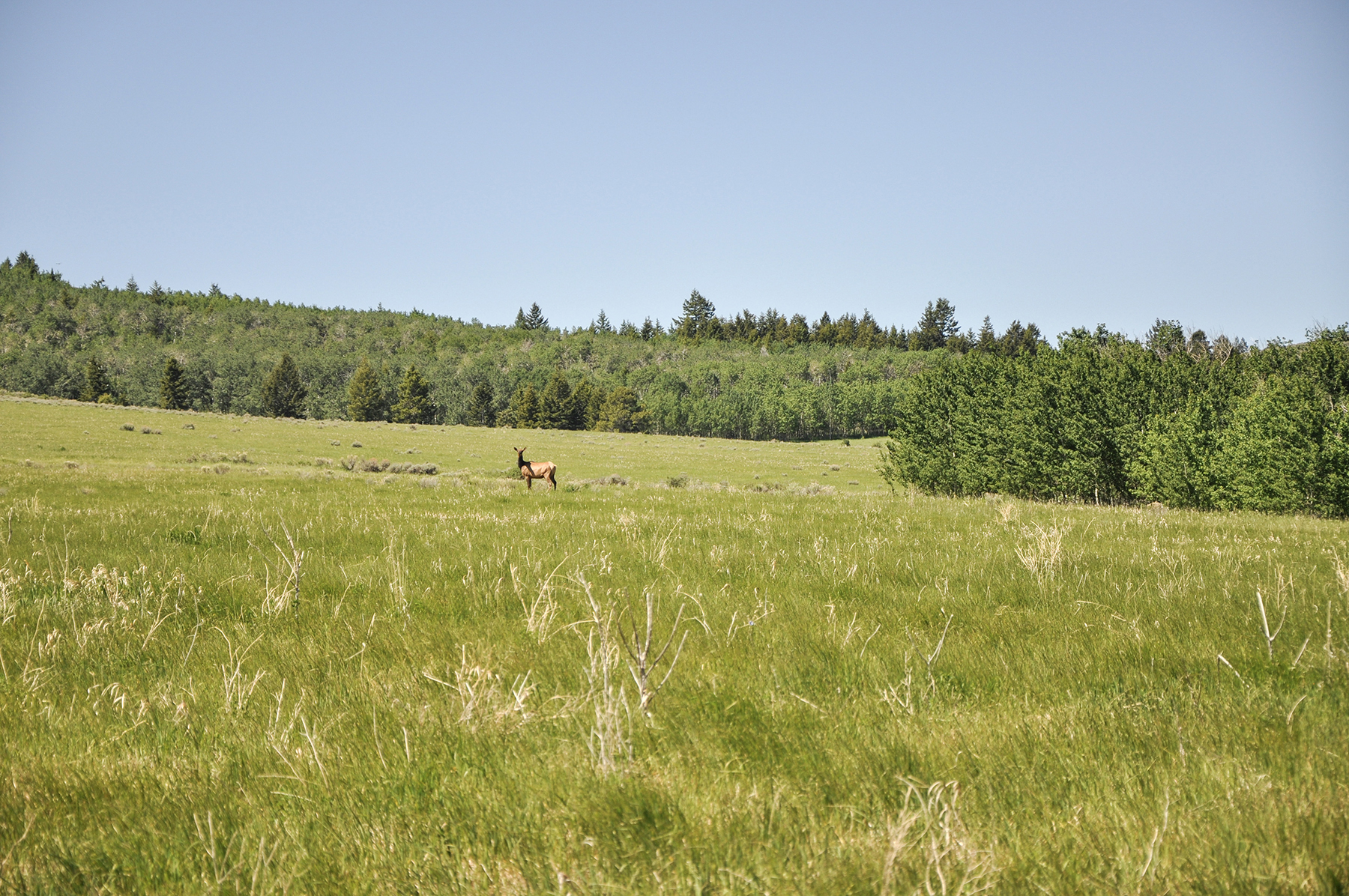 Hoopes Teton View Ranch property picture 16 of 30