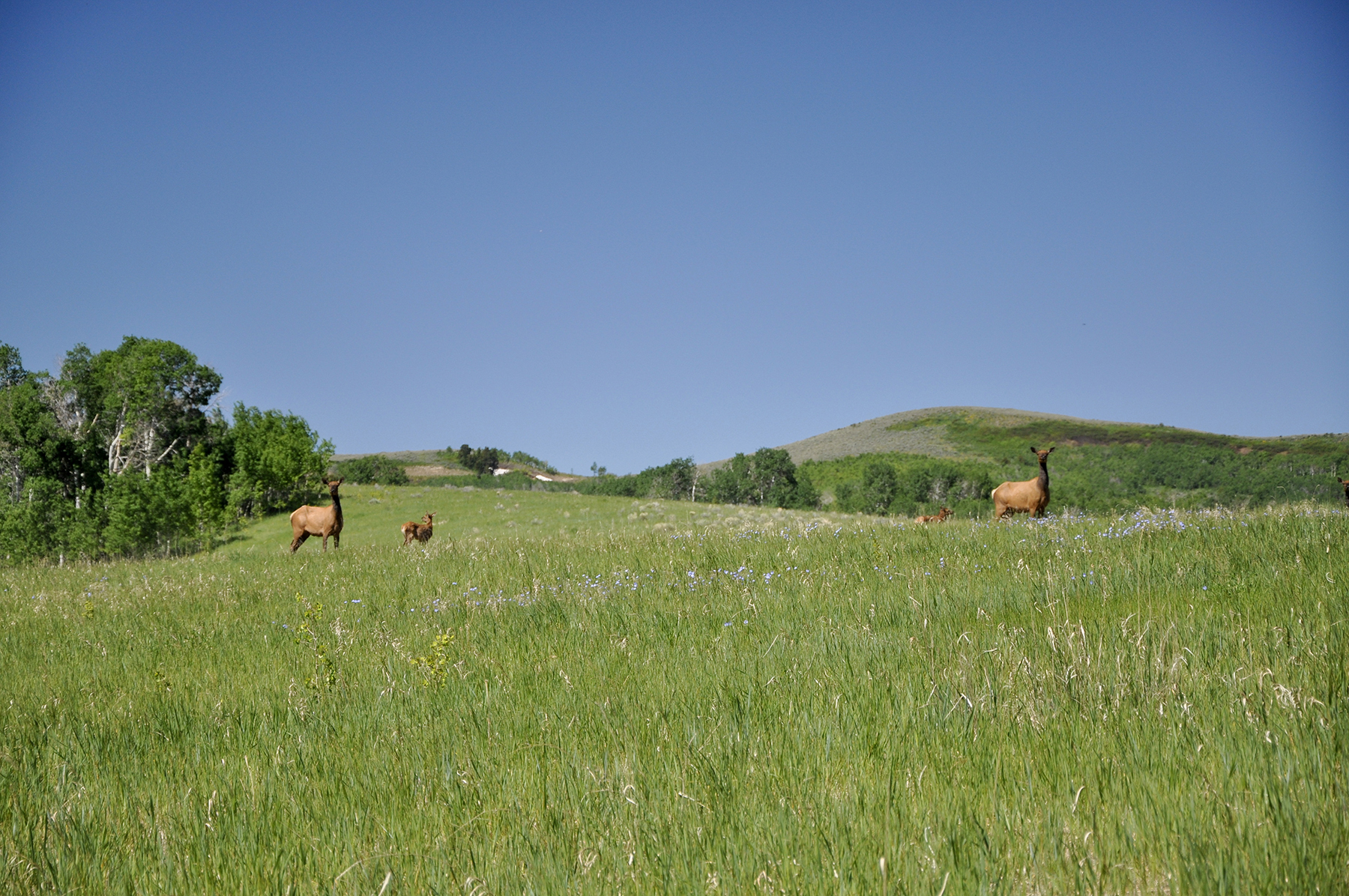 Hoopes Teton View Ranch property picture 2 of 30