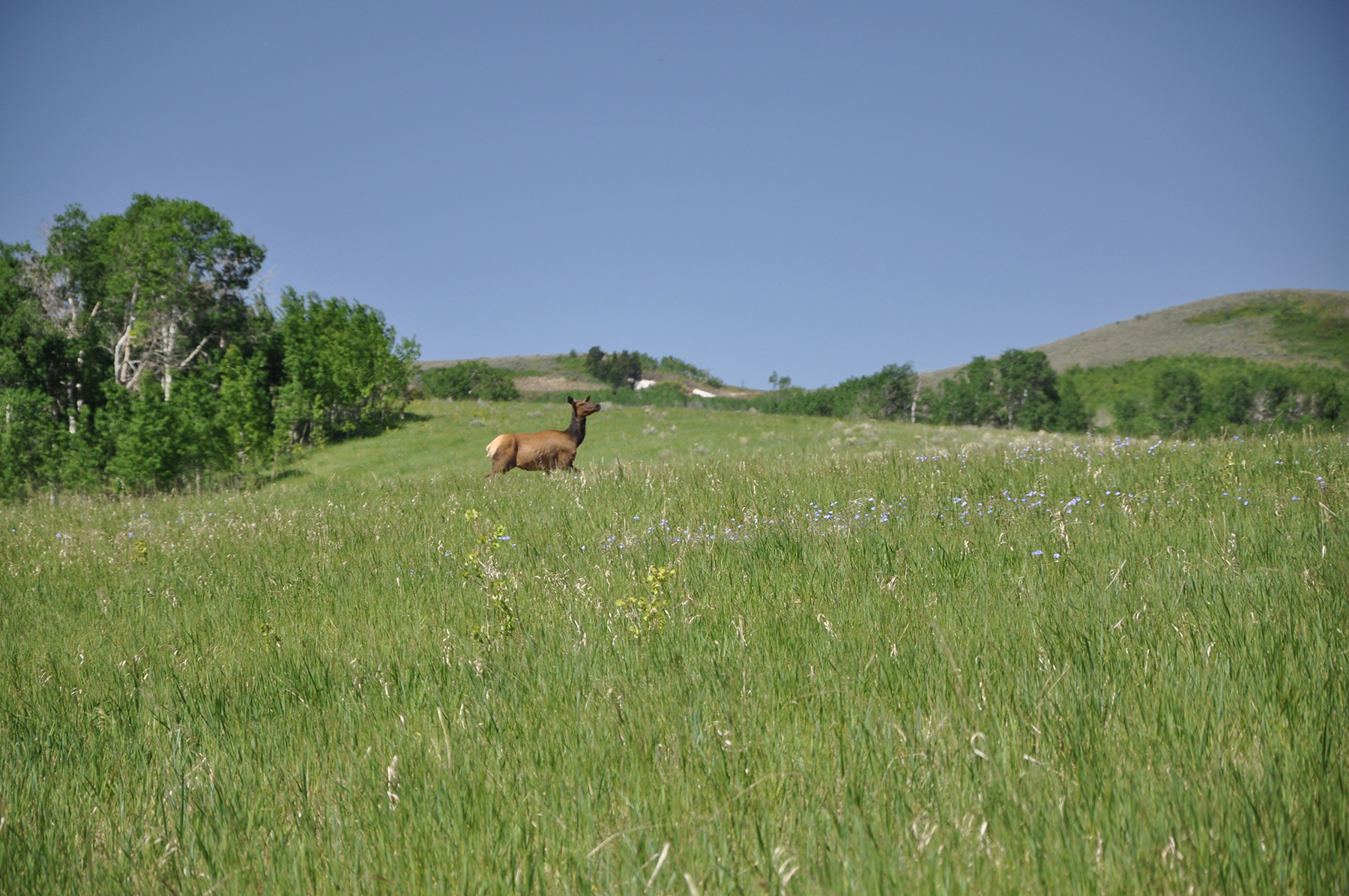 Hoopes Teton View Ranch property picture 12 of 30