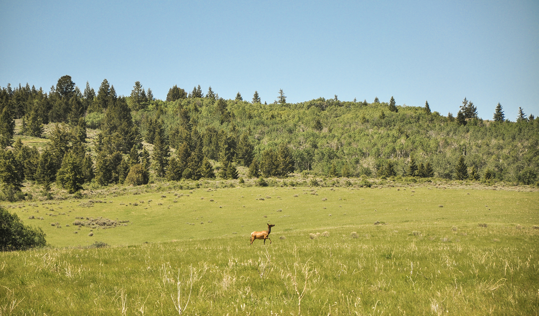 Hoopes Teton View Ranch property picture 26 of 30
