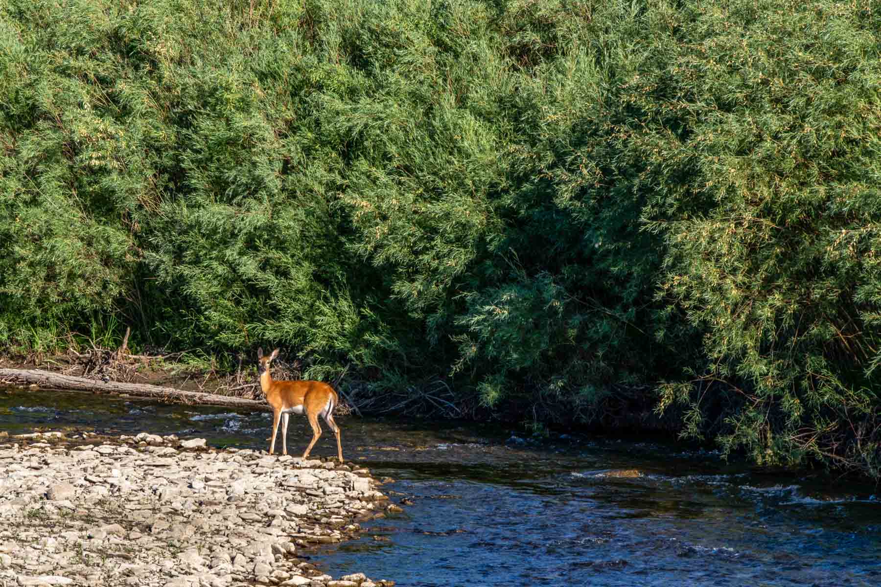 Angler's Retreat on the Shields property picture 51 of 59