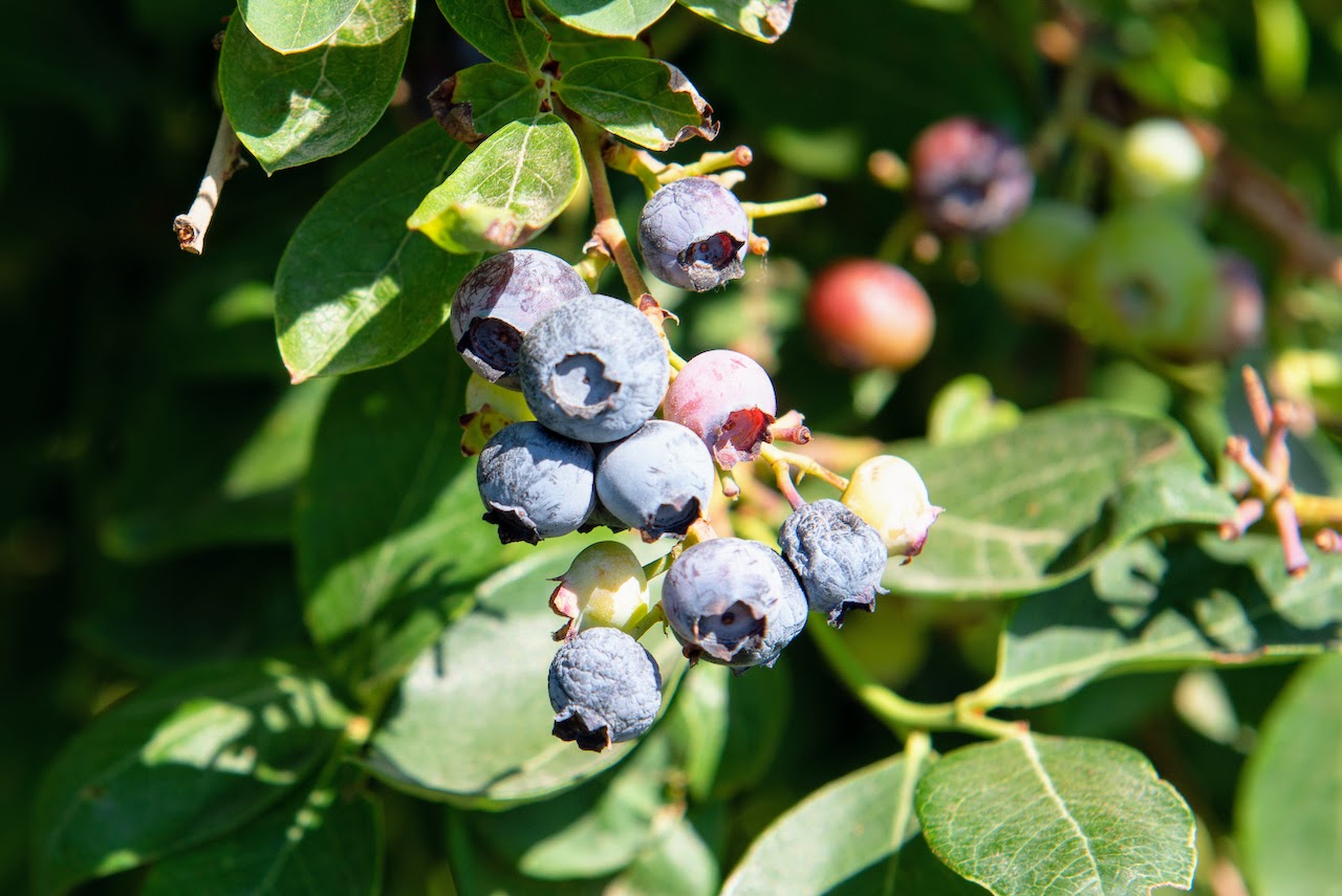 Hale Brothers Farm property picture 18 of 46