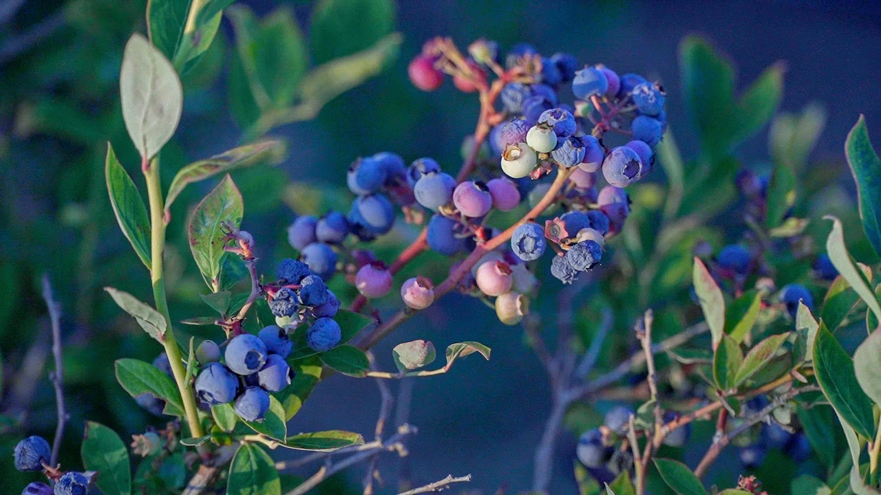 Hale Brothers Farm property picture 41 of 46