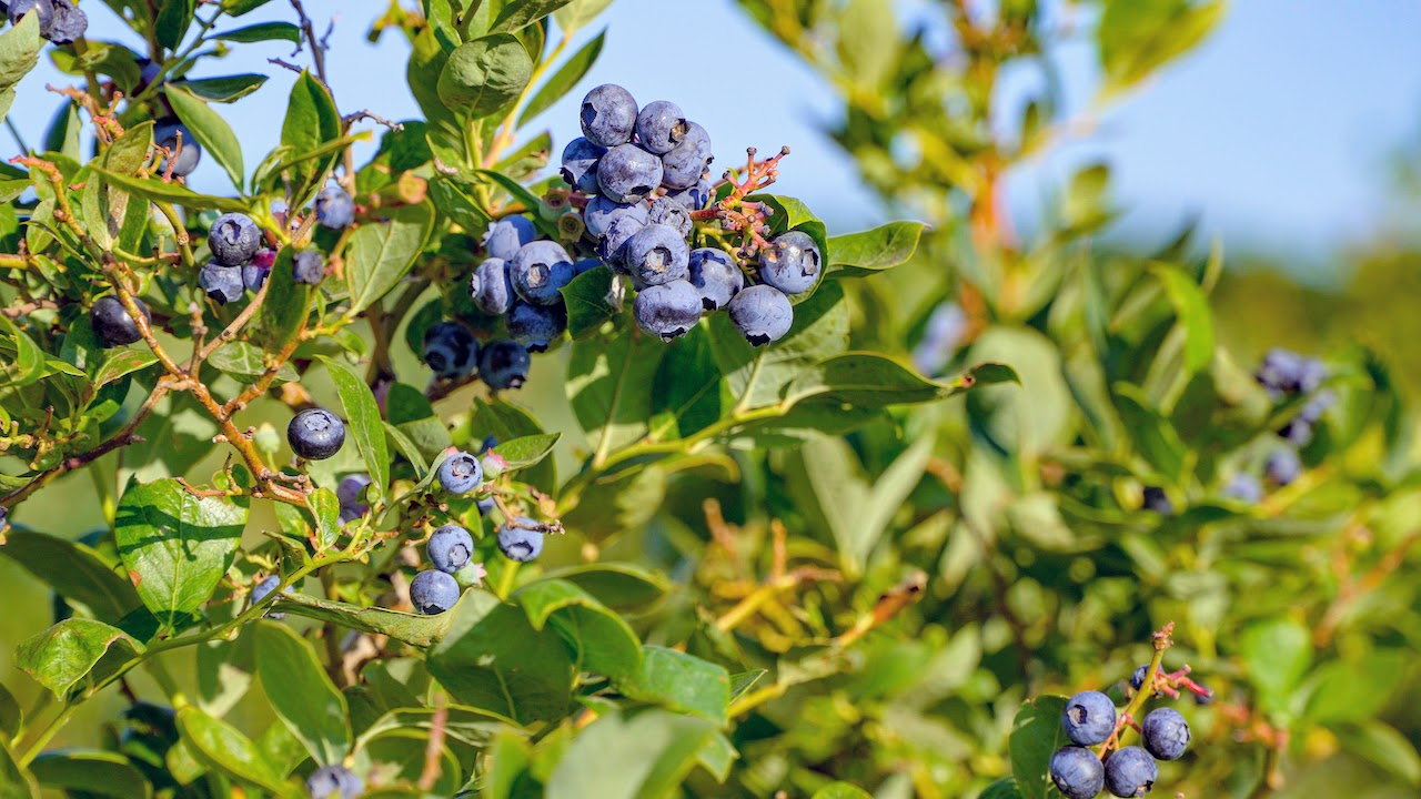 Hale Brothers Farm property picture 45 of 46