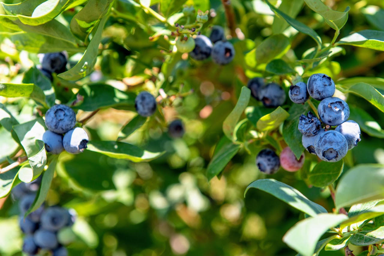 Hale Brothers Farm property picture 3 of 46
