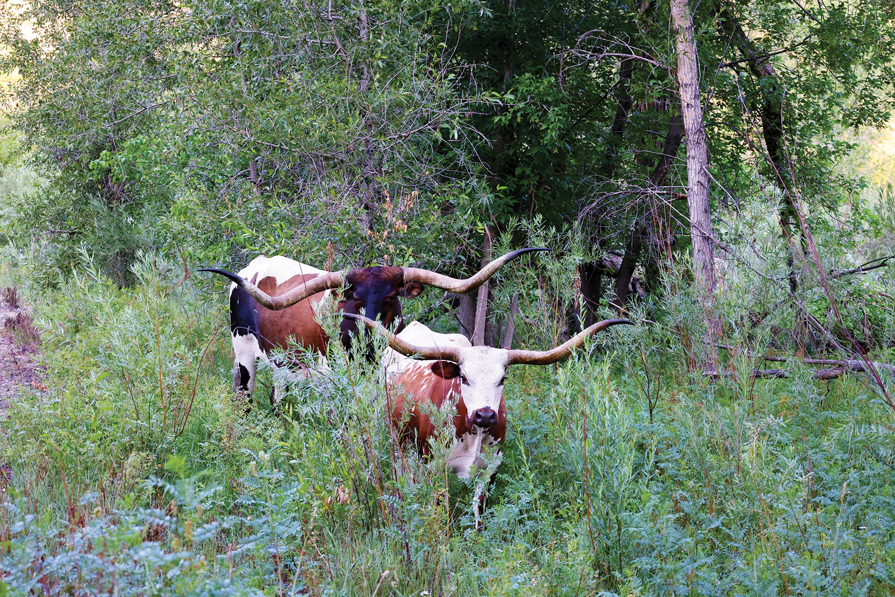 Rafter T Ranch property picture 116 of 136
