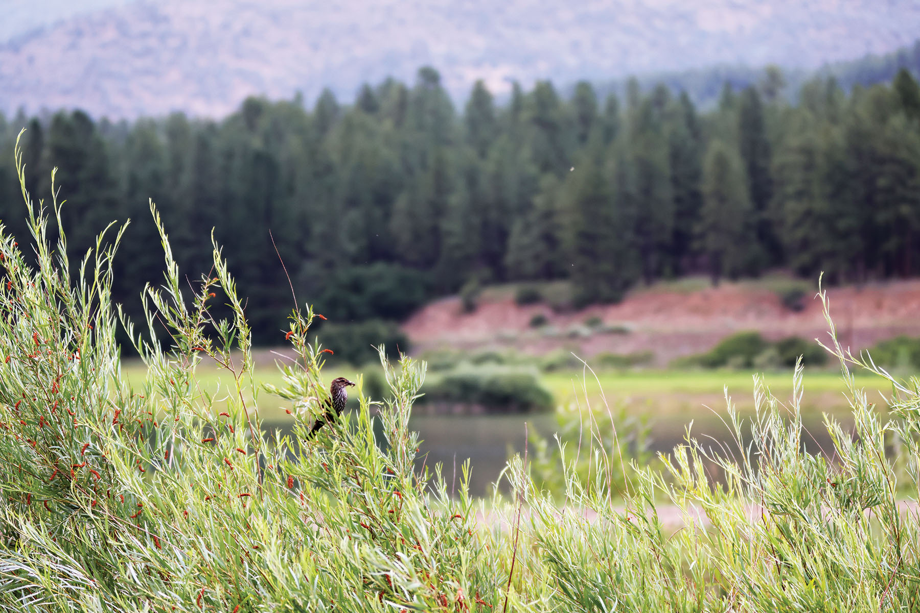 Rafter T Ranch property picture 98 of 136