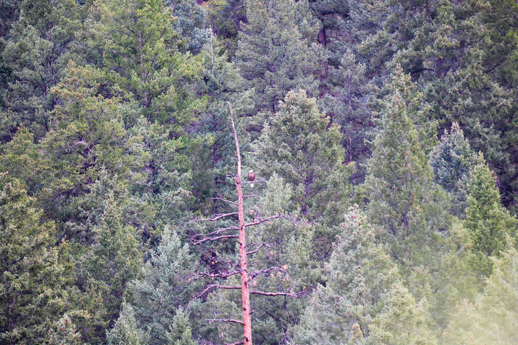Rafter T Ranch property picture 96 of 136