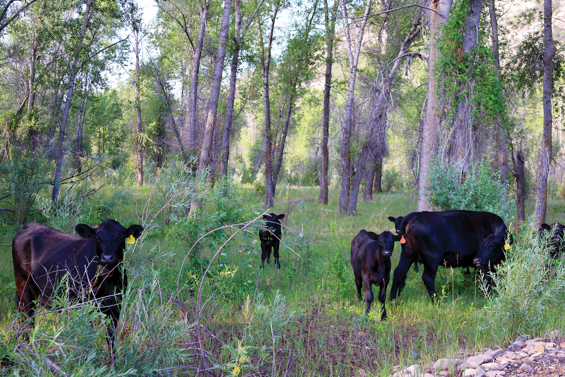 Rafter T Ranch property picture 115 of 136
