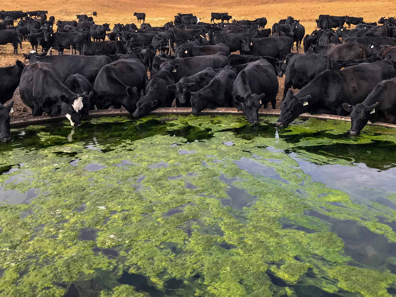 Dumbbell Ranch property picture 24 of 52