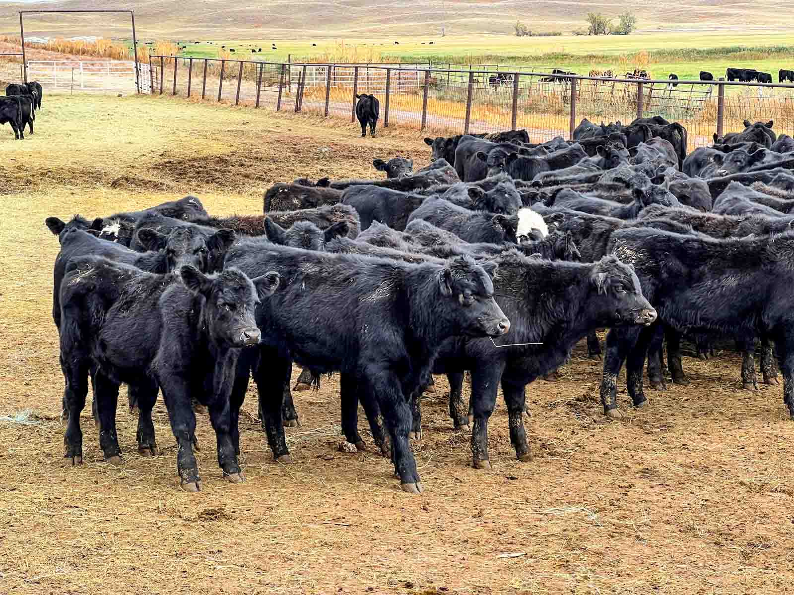 Dumbbell Ranch property picture 5 of 52