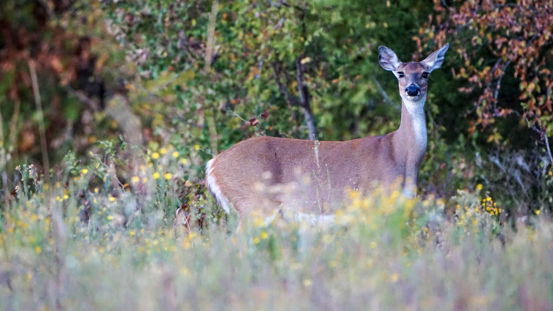 Middle Ridge Ranch property picture 10 of 29