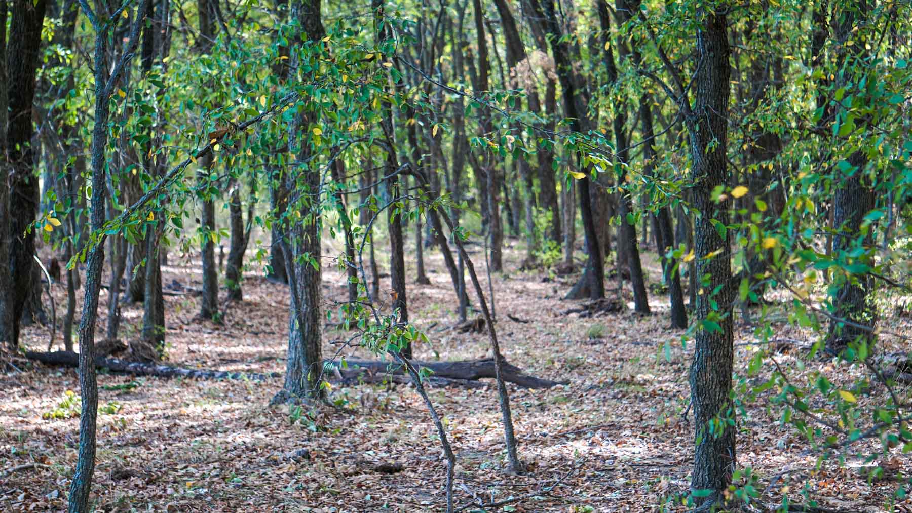 Middle Ridge Ranch property picture 13 of 29