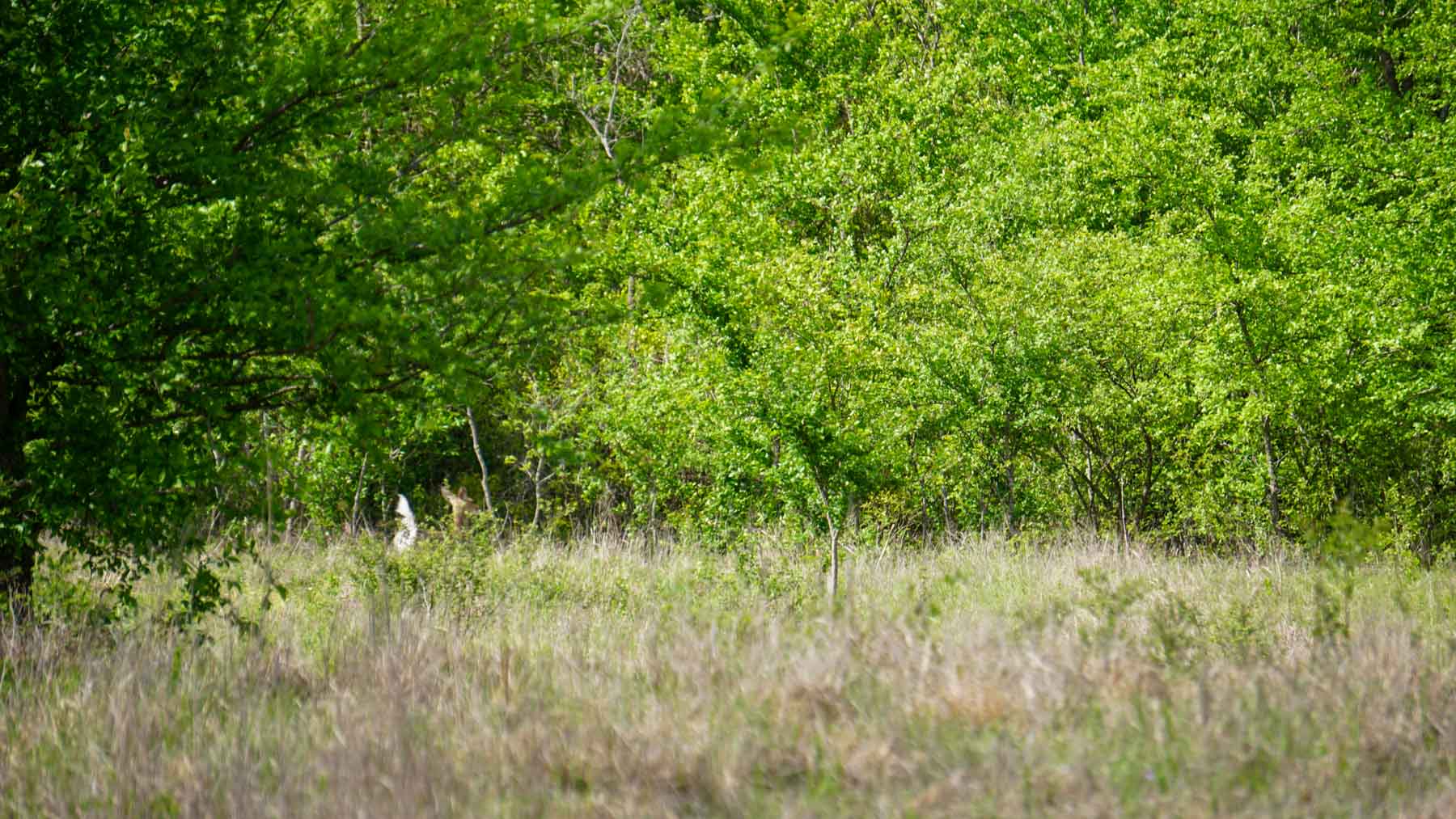 North Ridge Ranch property picture 34 of 43