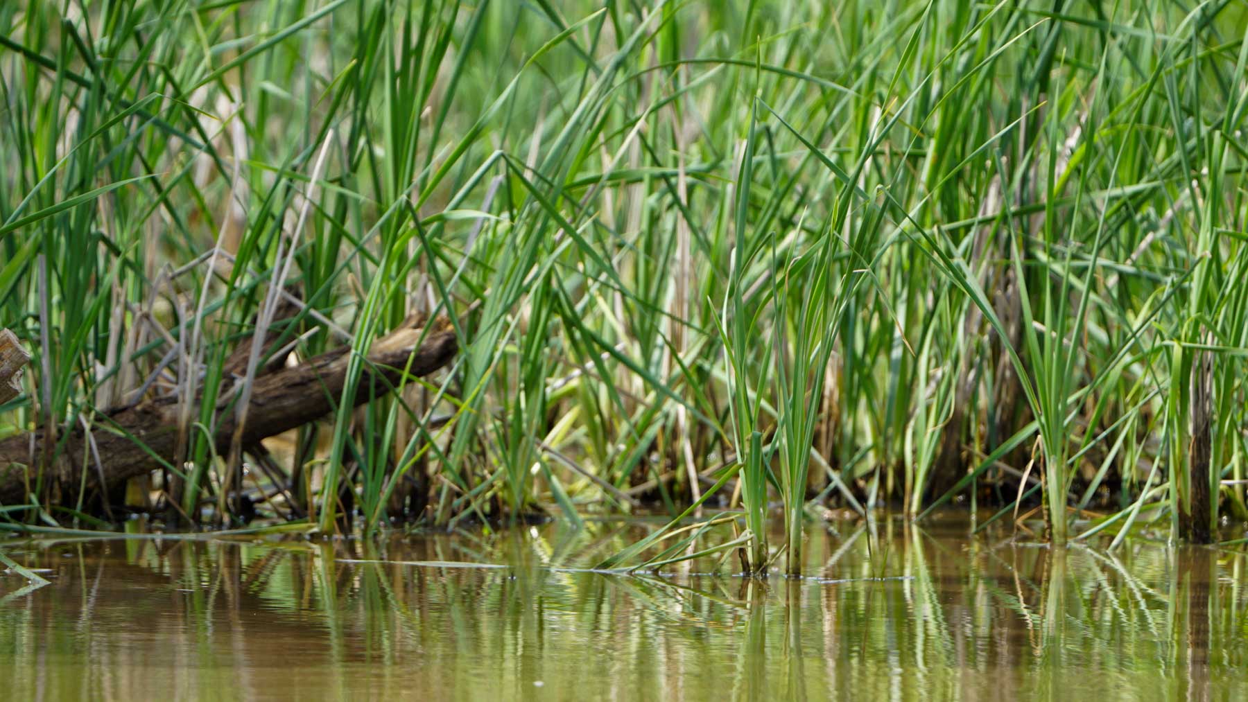 North Ridge Ranch property picture 33 of 43