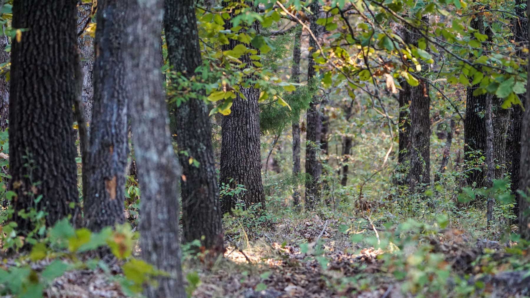North Ridge Ranch property picture 16 of 43