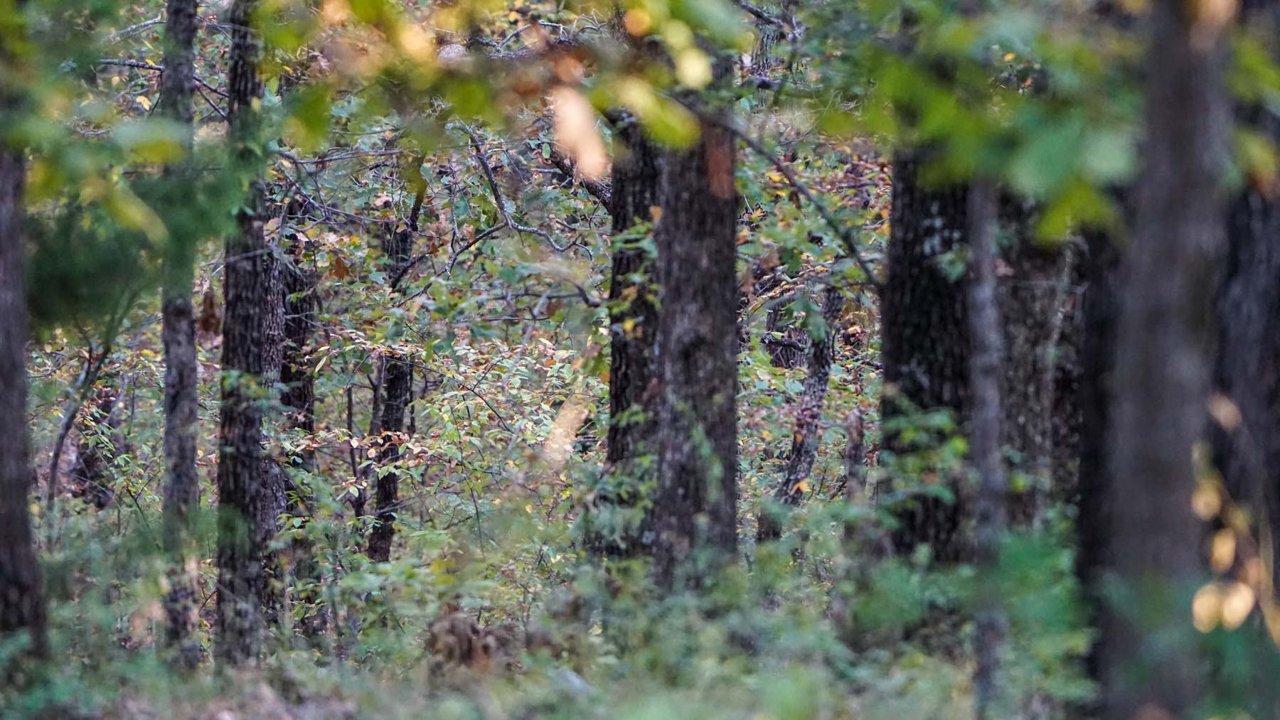 North Ridge Ranch property picture 15 of 43
