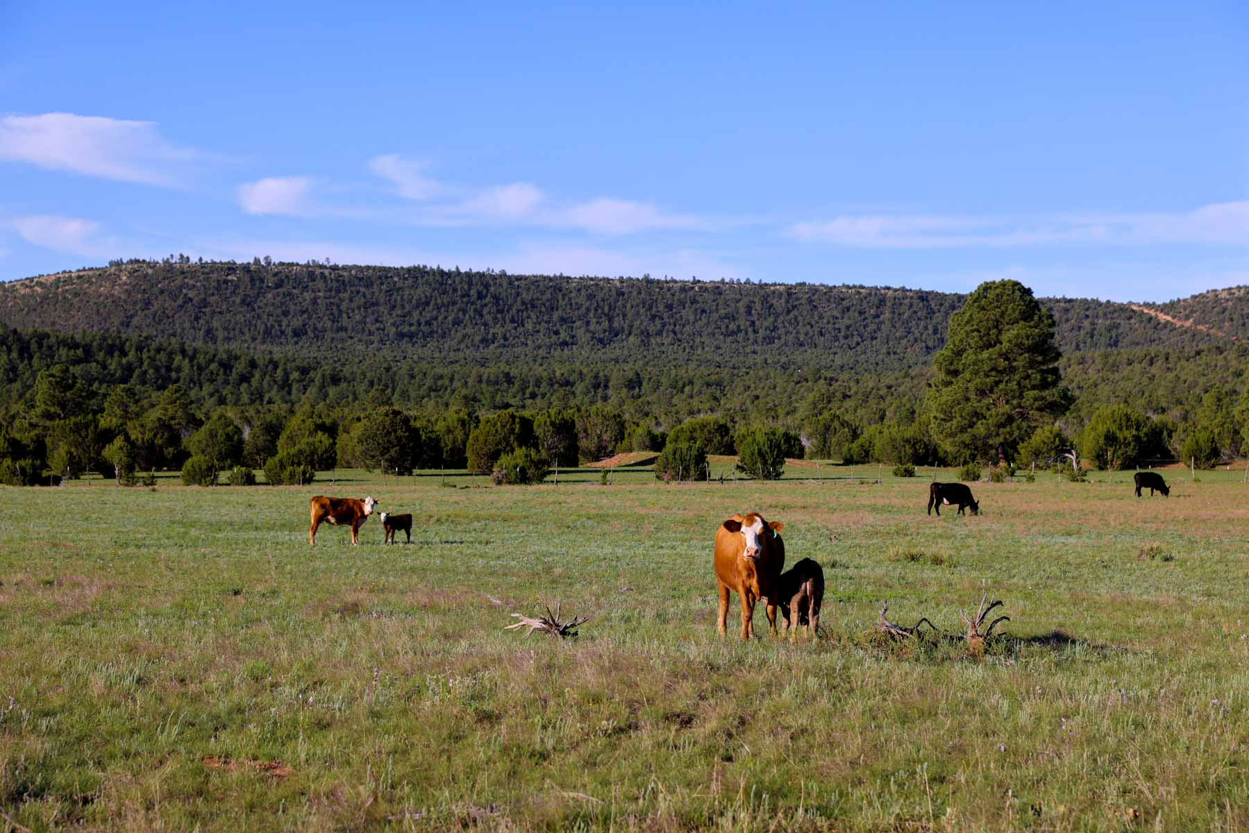Land of Enchantment Ranch property picture 26 of 81