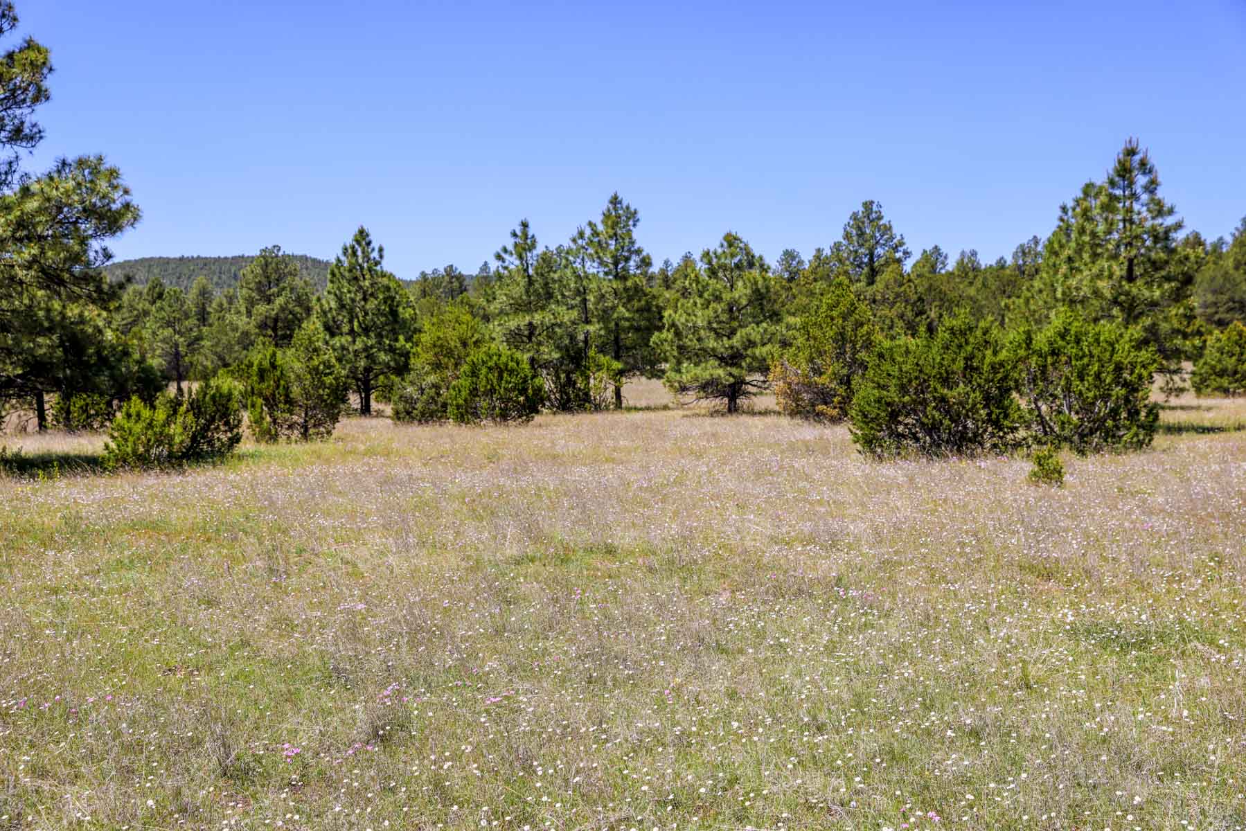 Land of Enchantment Ranch property picture 43 of 81