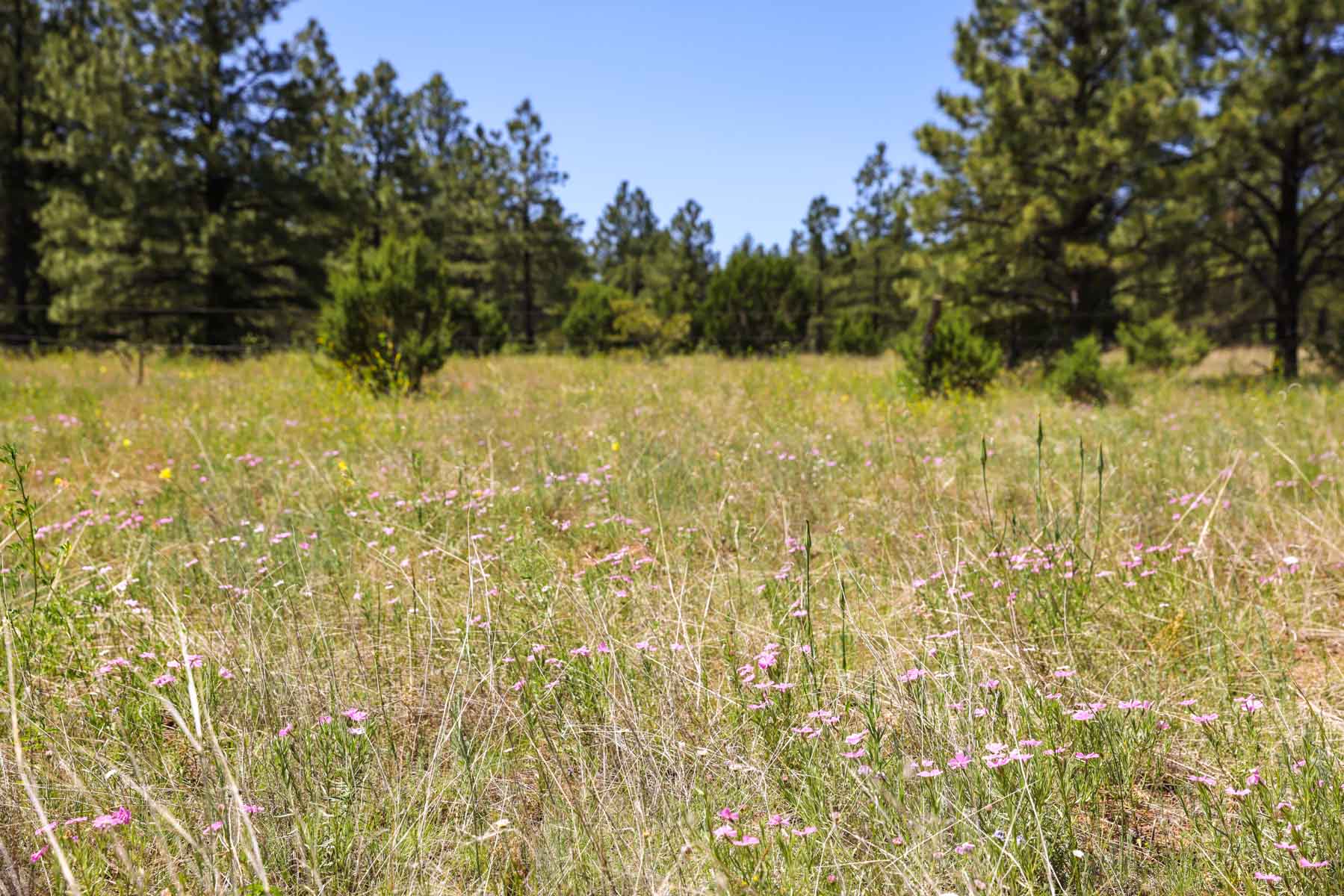 Land of Enchantment Ranch property picture 40 of 81