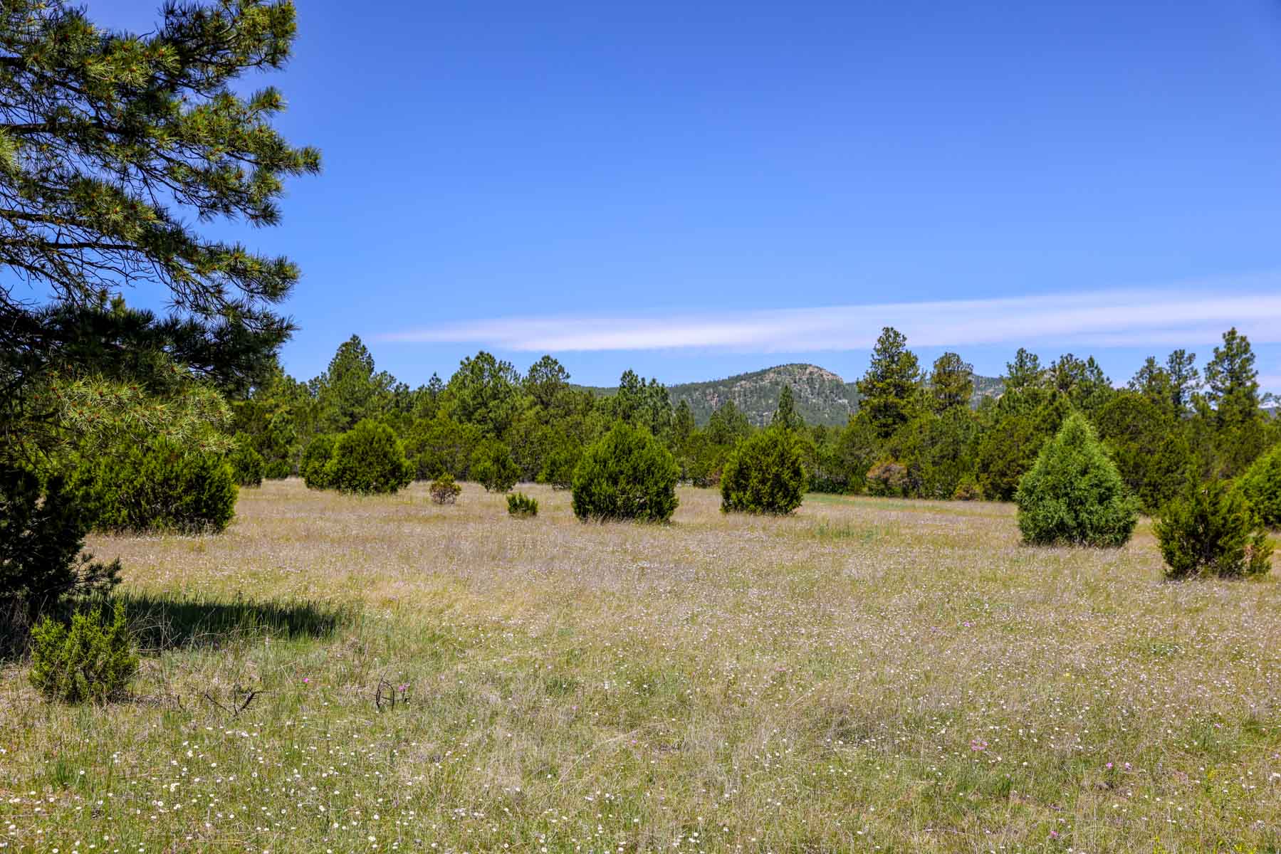 Land of Enchantment Ranch property picture 45 of 81