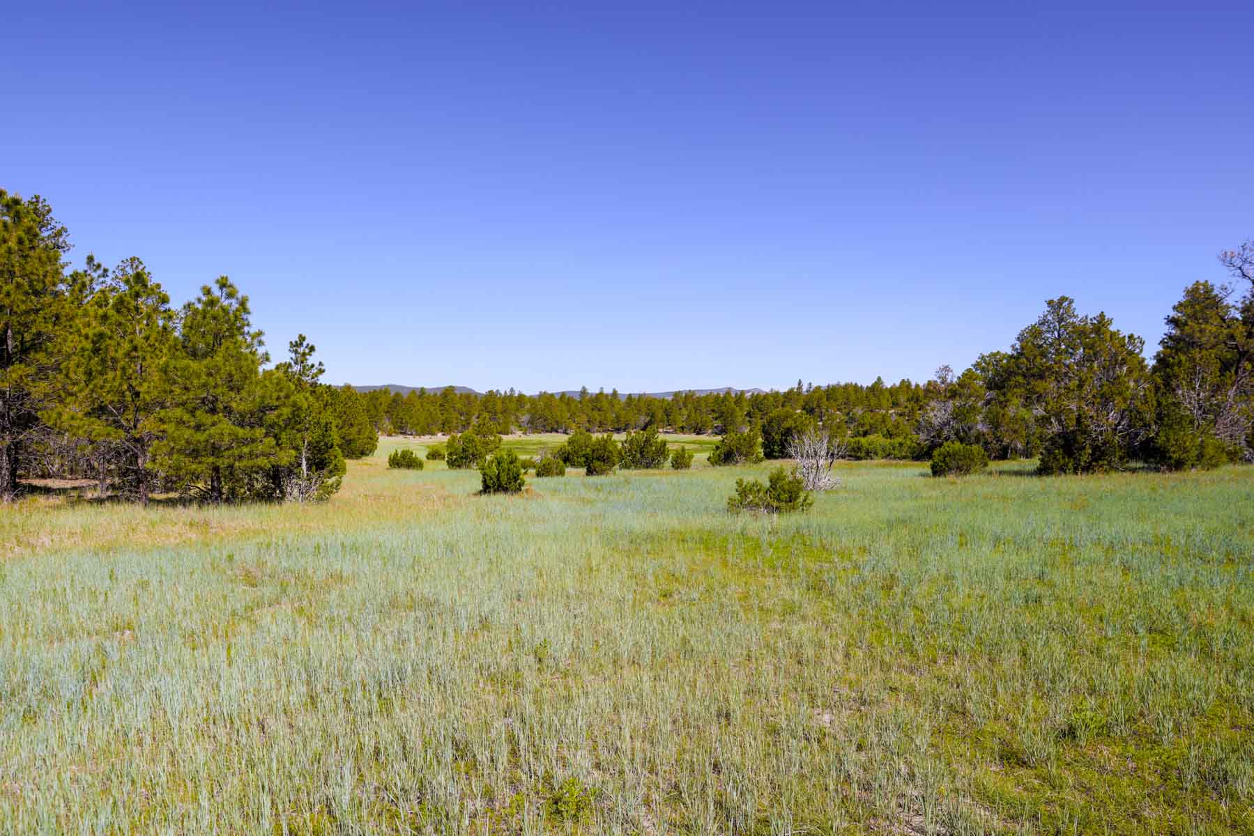 Land of Enchantment Ranch property picture 61 of 81